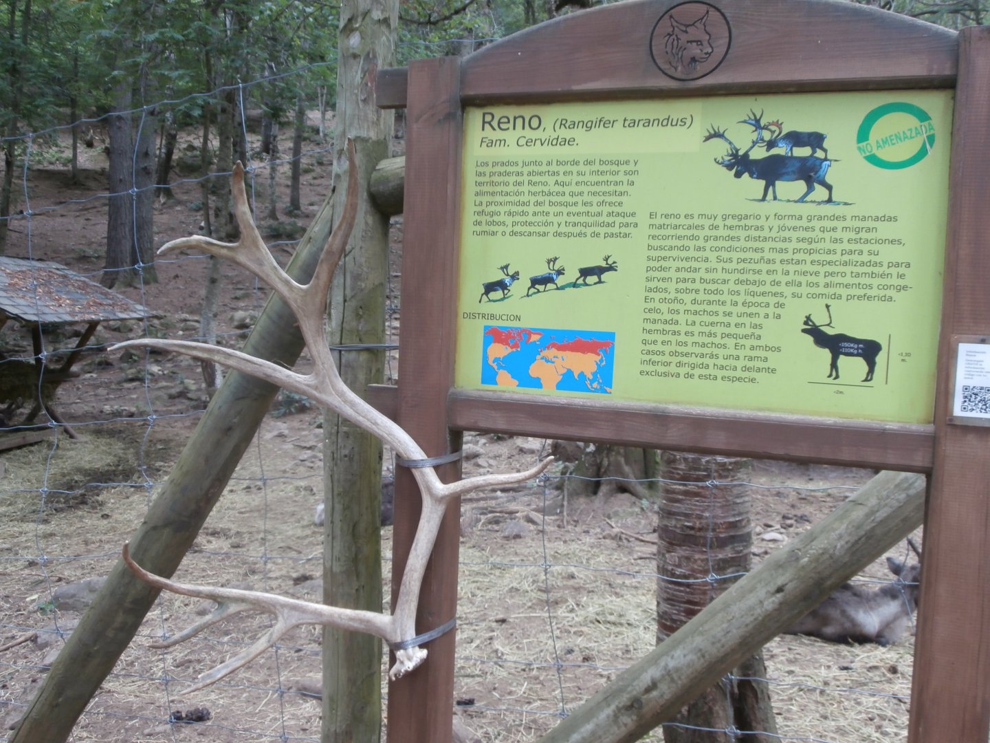 Domestic reindeer sing- Lacuniacha