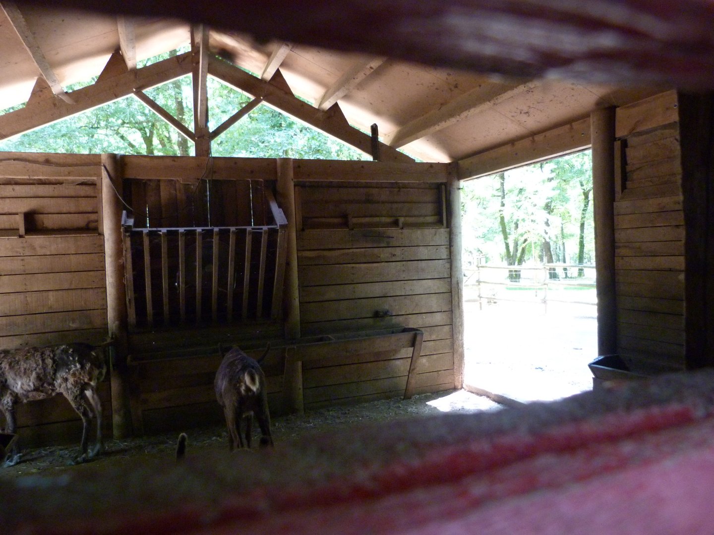 Domestic reindeer stable -Zoodyssée (2025)