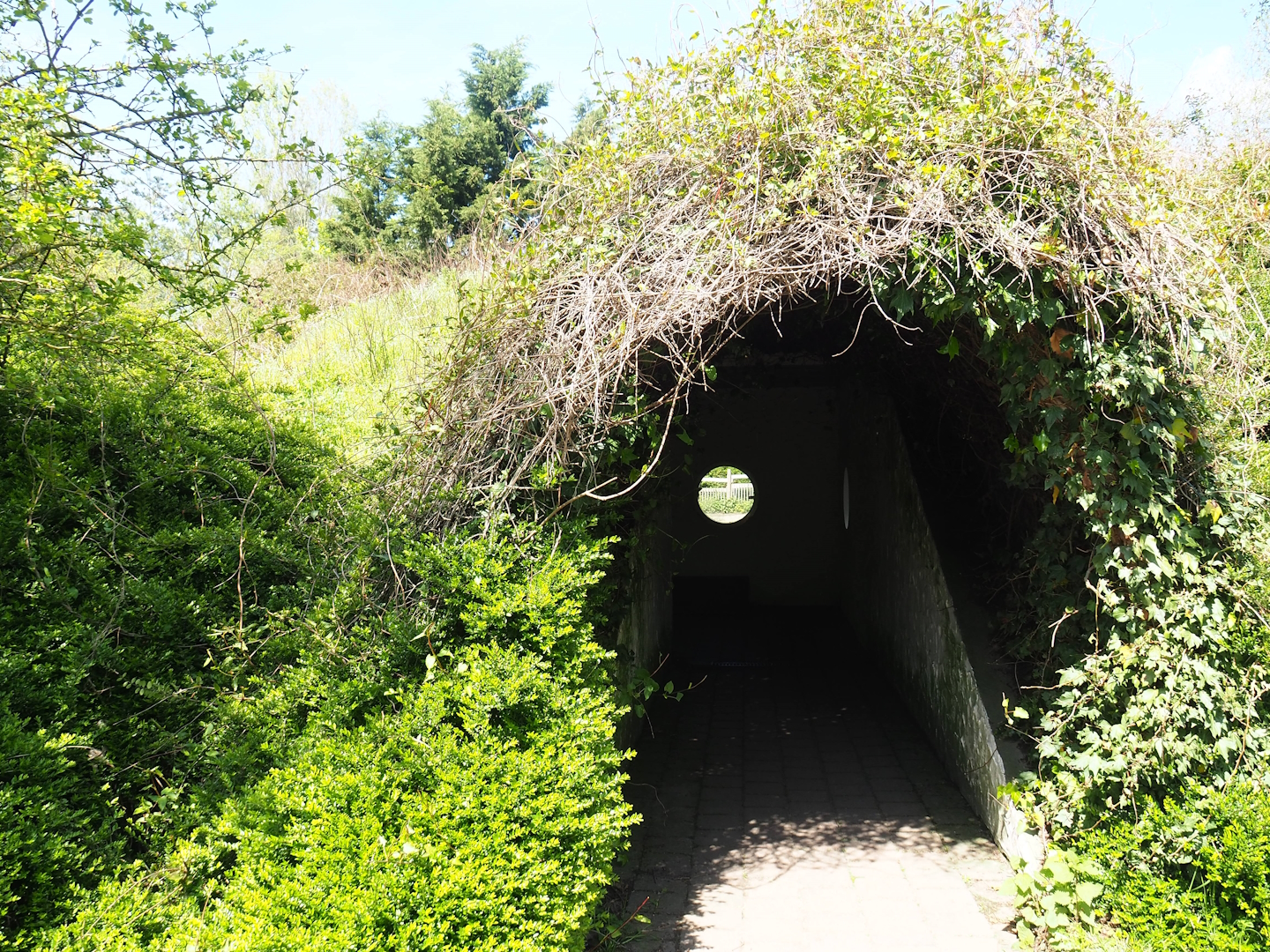 Domestic reindeer viewing area (Former badger sett and raccoon dog den), 2023-04-30