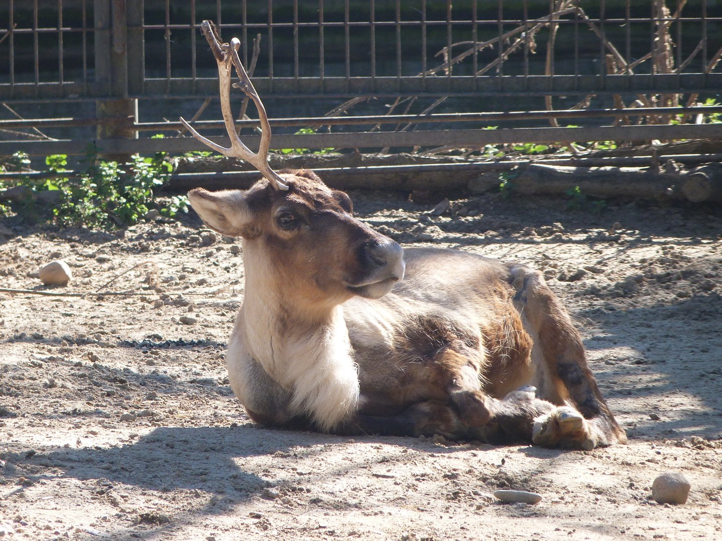 Domestic reindeer -Zoo Aquarium de Madrid (2025)
