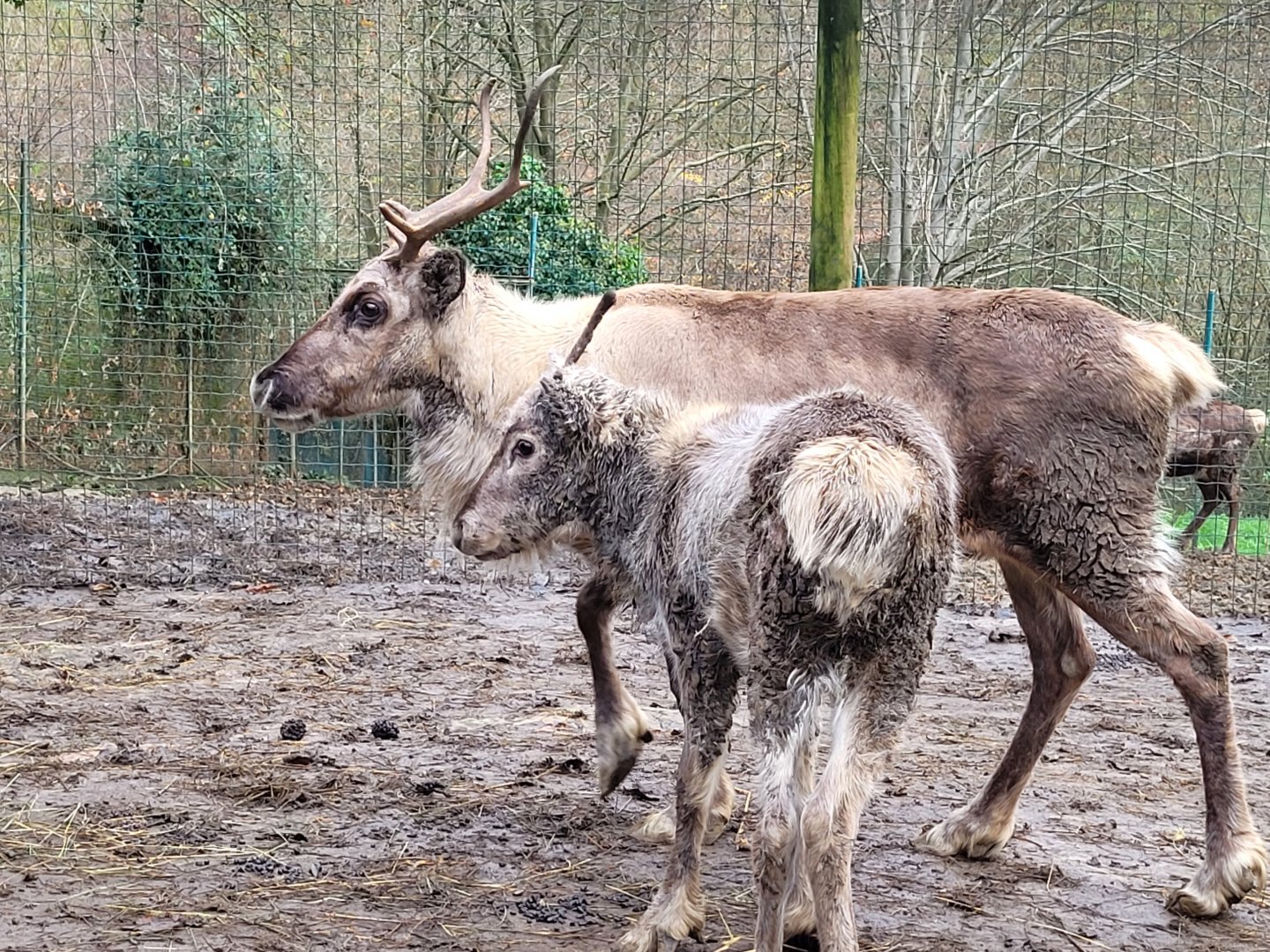 Domestic reindeer -Zoo de Santillana del Mar (2023)