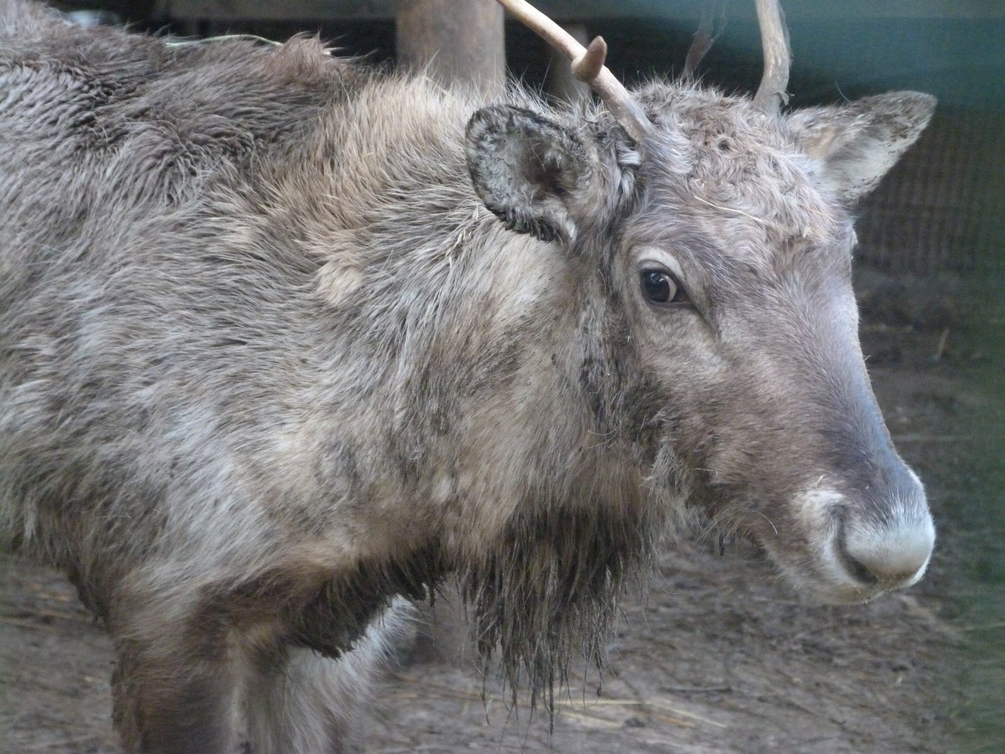 Domestic reindeer -Zoo de Santillana del Mar (2024)