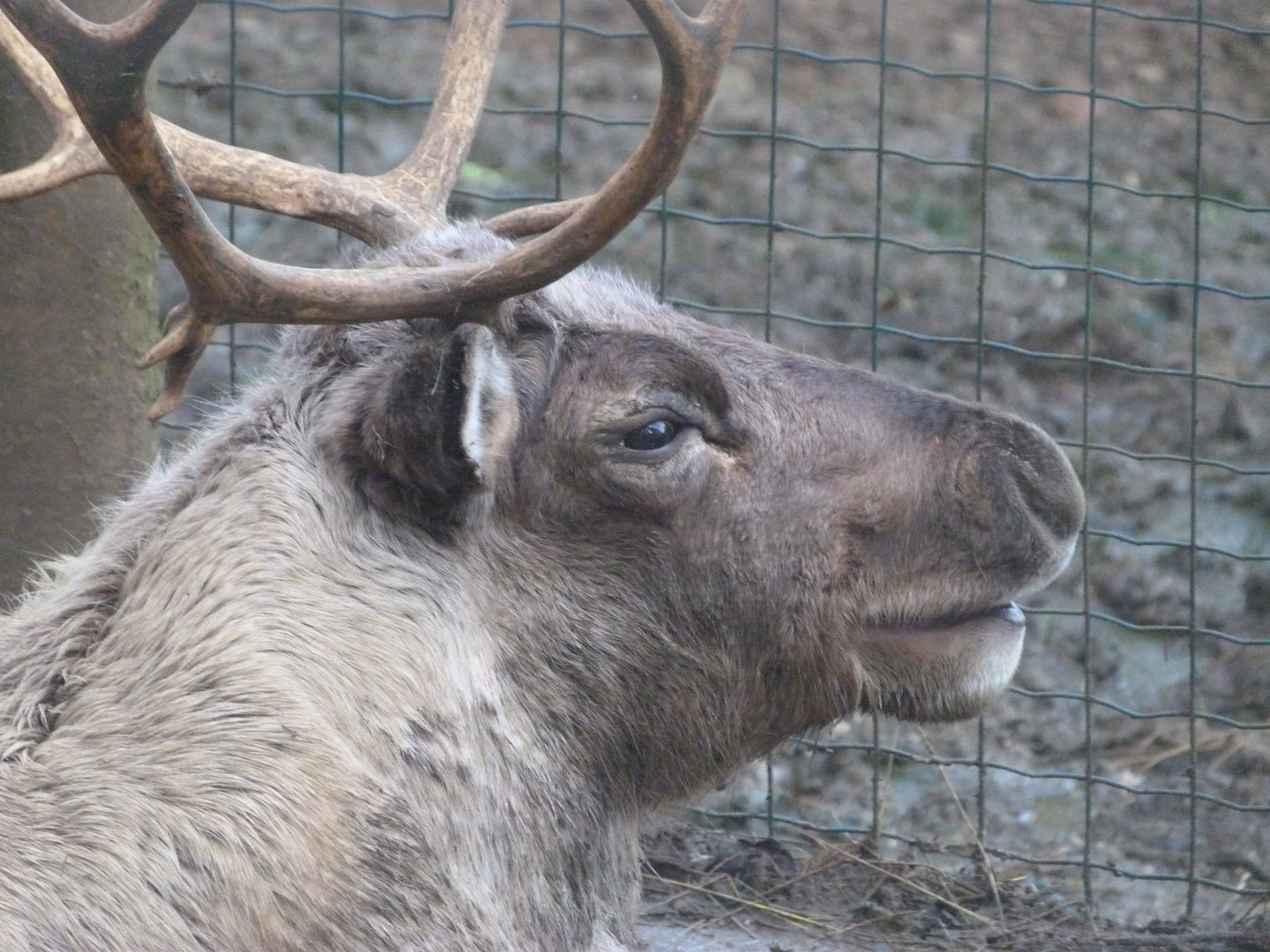 Domestic reindeer -Zoo de Santillana del Mar (2024)