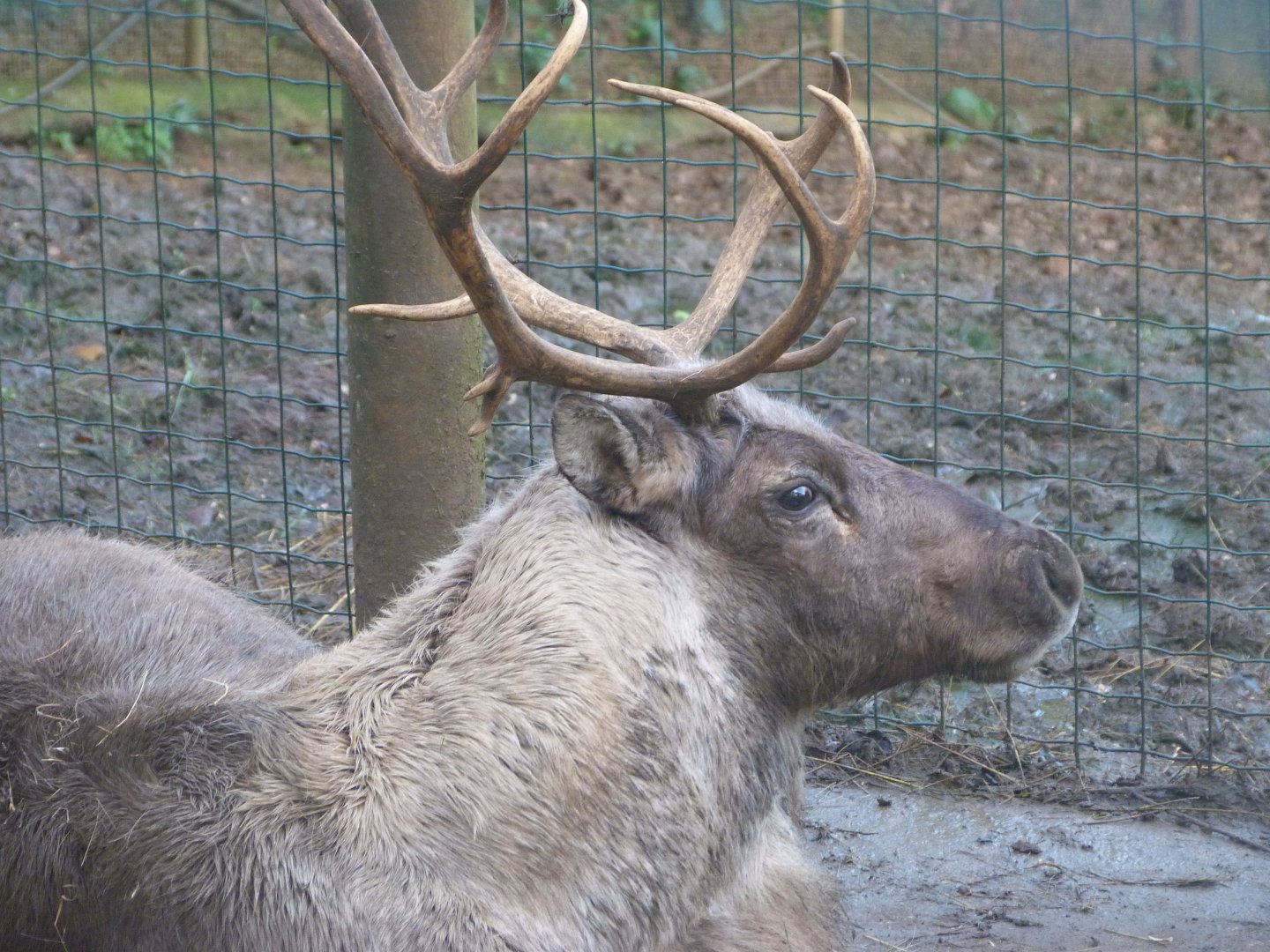 Domestic reindeer -Zoo de Santillana del Mar (2024)