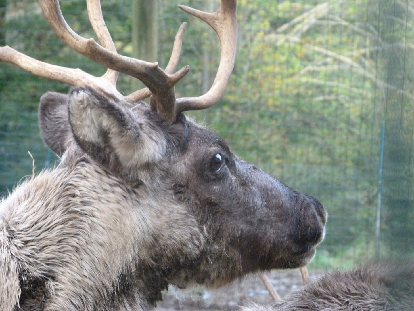 Domestic reindeer -Zoo de Santillana del Mar (2024)