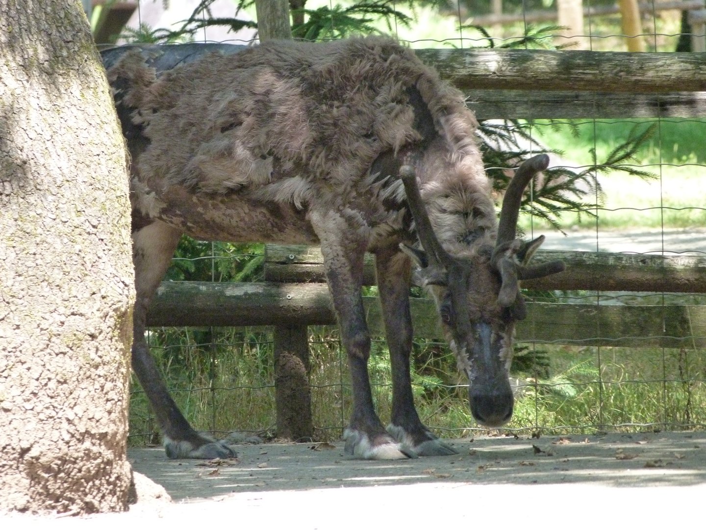 Domestic reindeer -Zoodyssée (2025)
