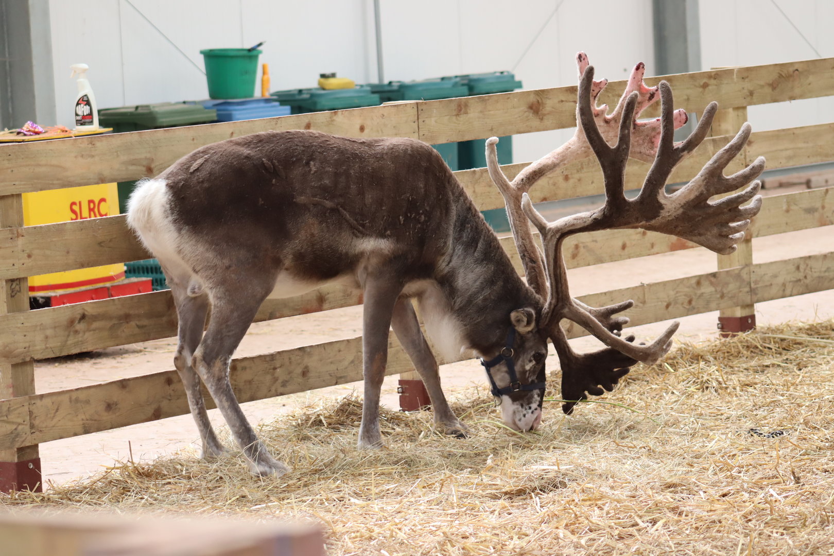 Domestic Reindeer