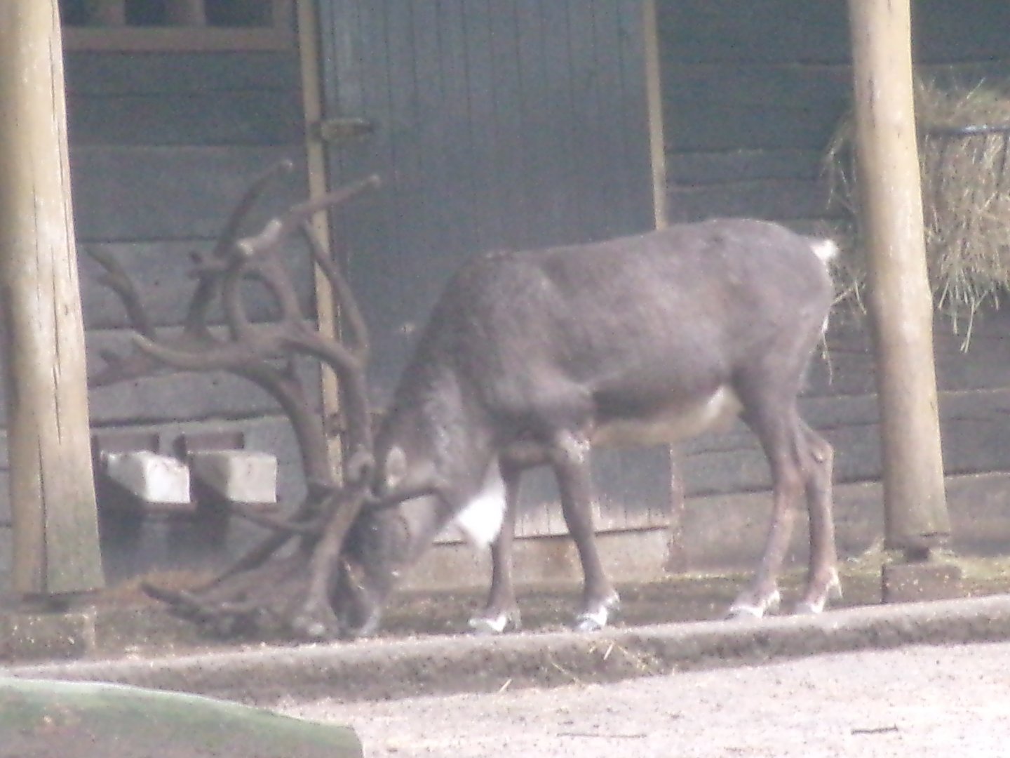 Domestic Reindeer