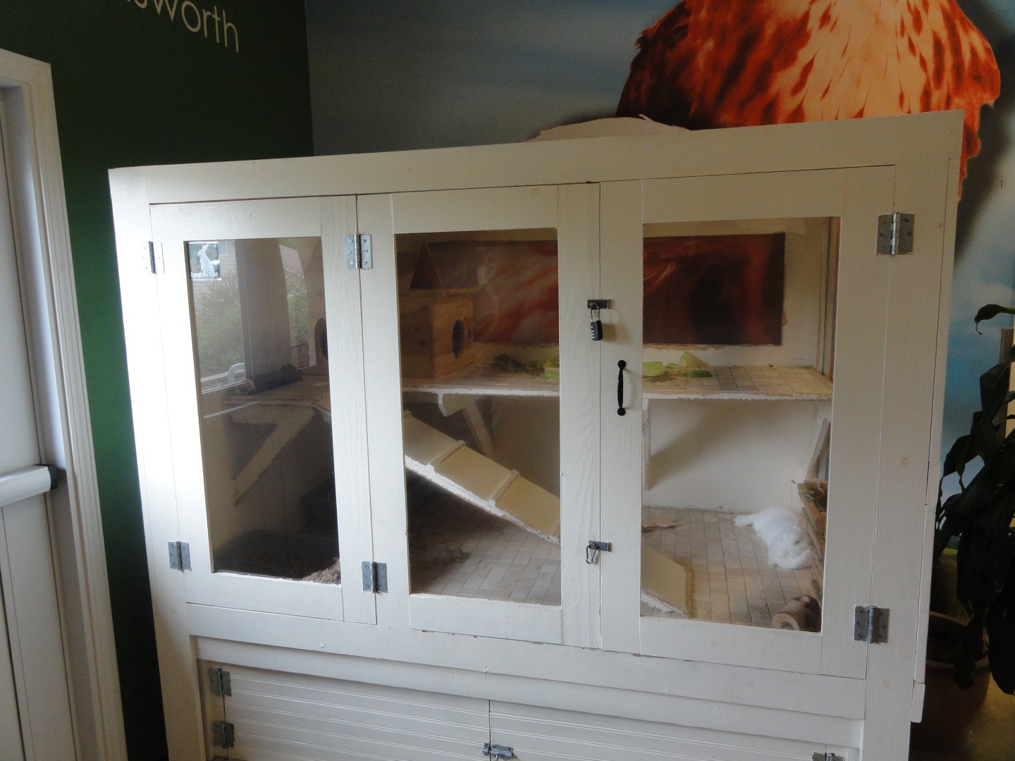 Domestic "Rex" Rabbit Exhibit