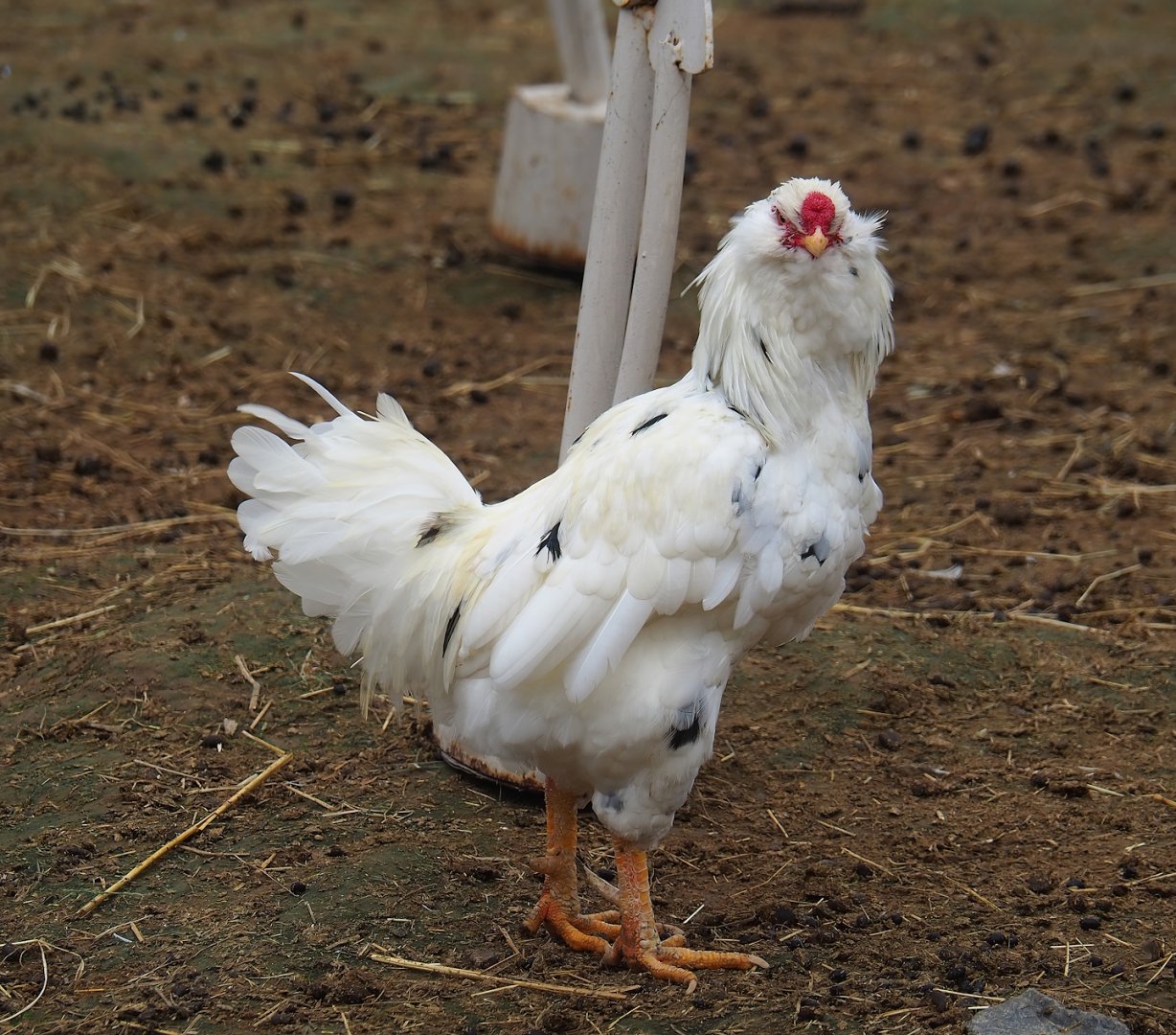 Domestic rooster (Gallus gallus domesticus), 2023-10-13