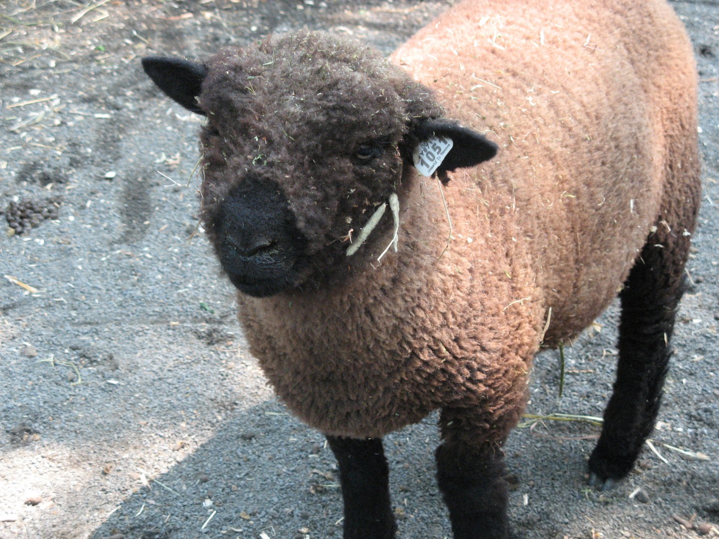 Domestic Sheep (2008)