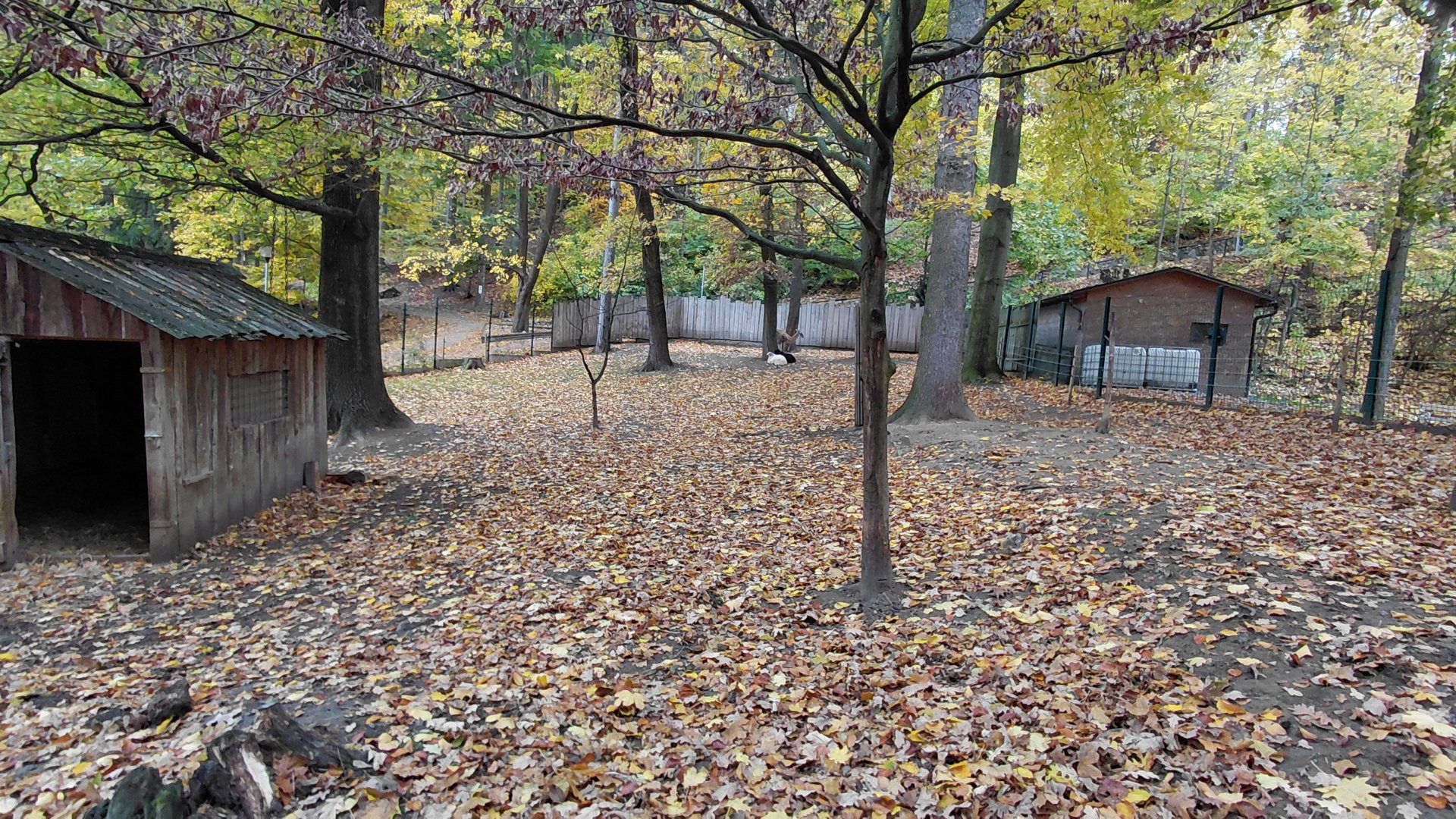 Domestic sheep + alpaca exhibit