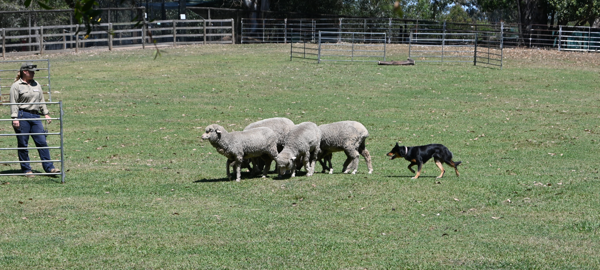 Domestic Sheep and Australian Sheep Dog