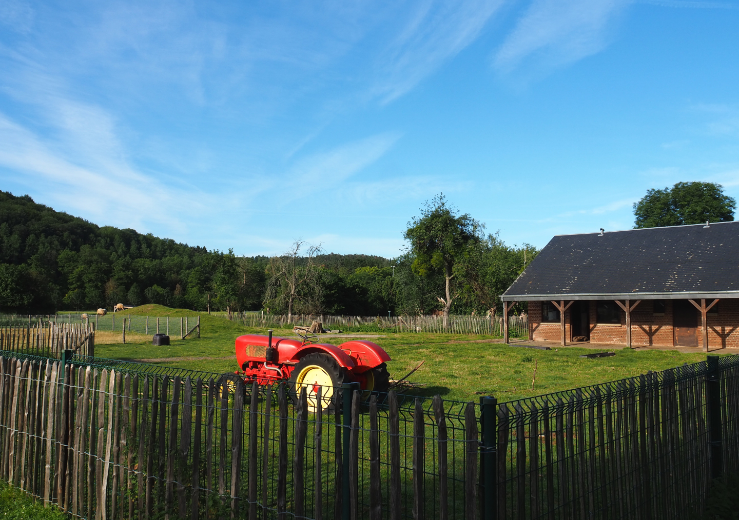 Domestic sheep and Domestic goat paddock, 2021-08-15