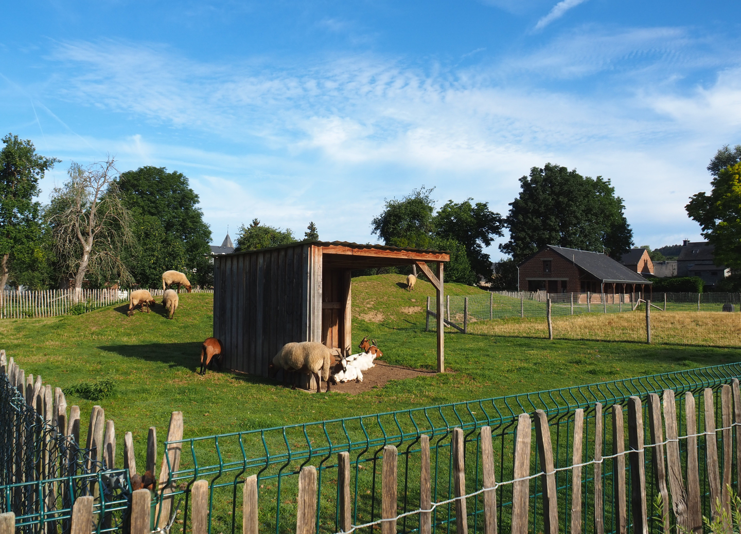 Domestic sheep and Domestic goat paddock, 2021-08-15