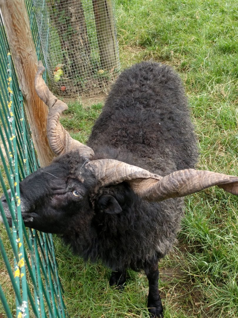 Domestic Sheep breed ID