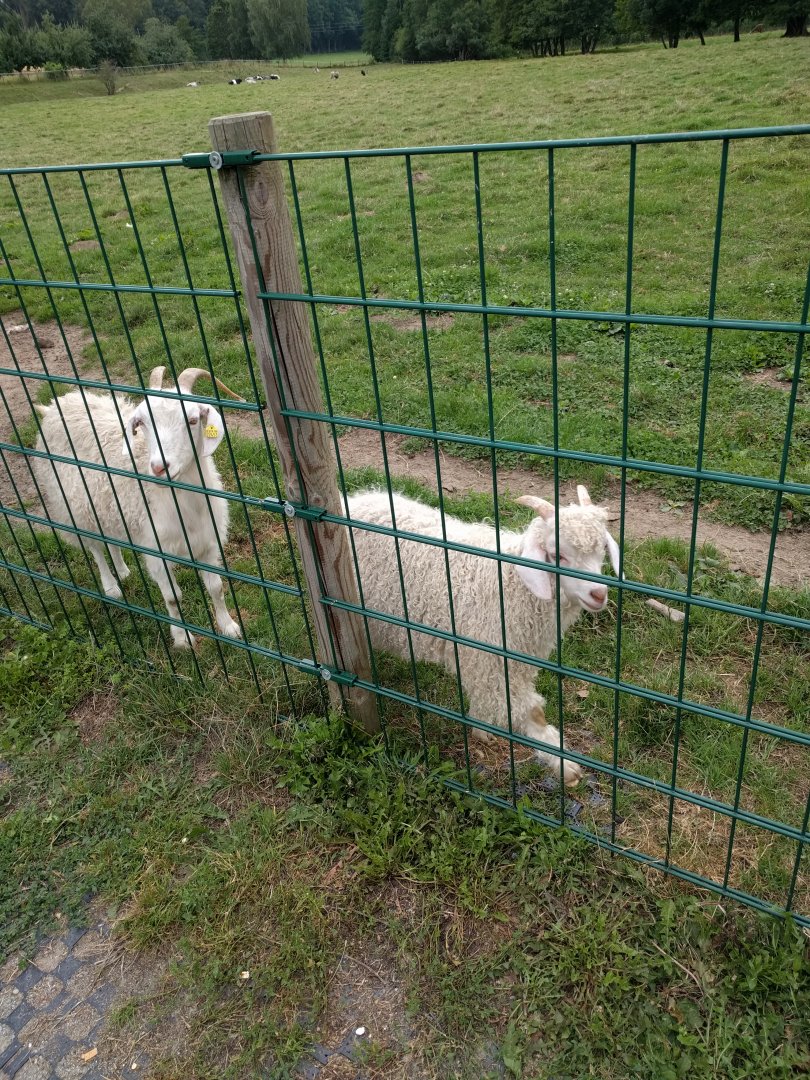 Domestic Sheep breed ID