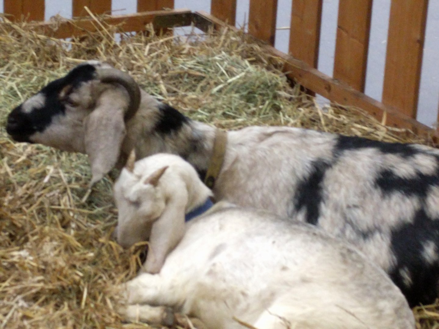 Domestic Sheep breed ID