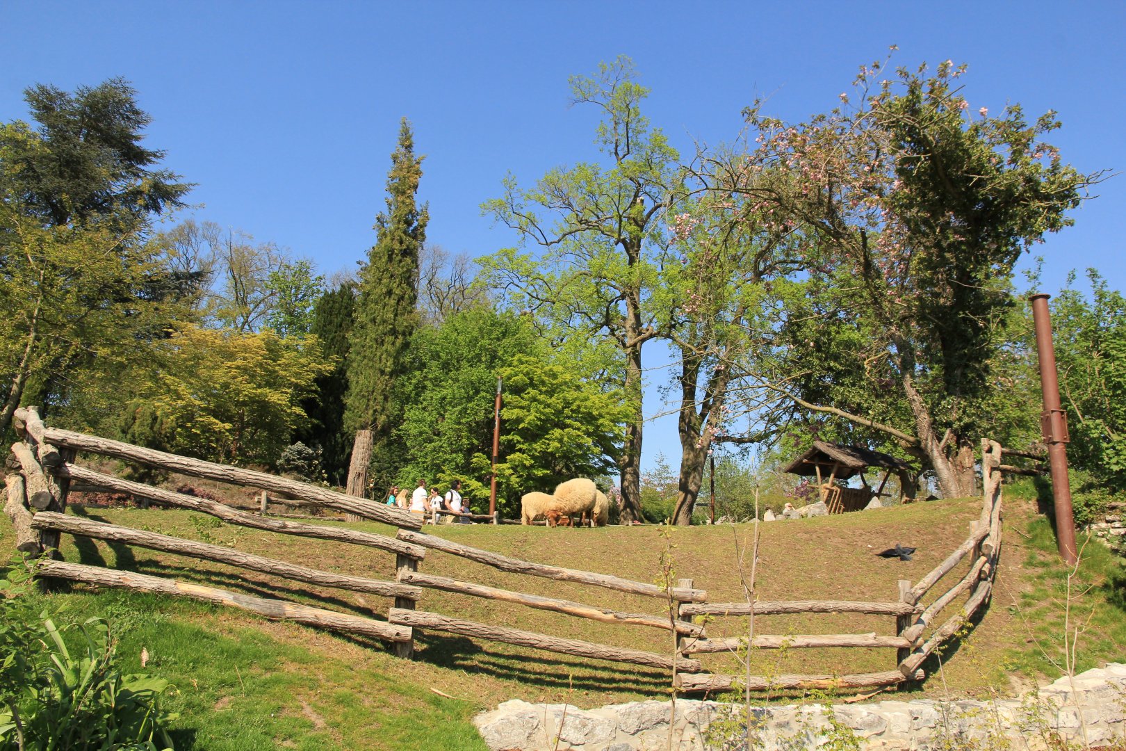 Domestic sheep enclosure (April 2019)