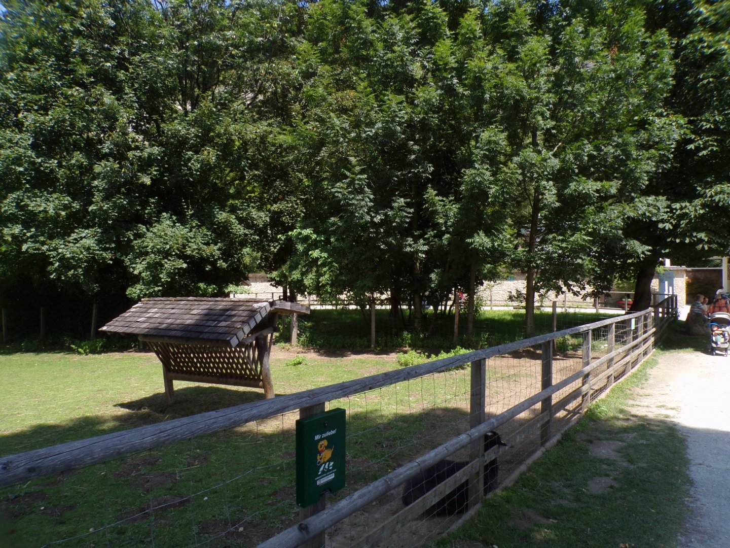 Domestic sheep enclosure outside of entrance 13.7.25