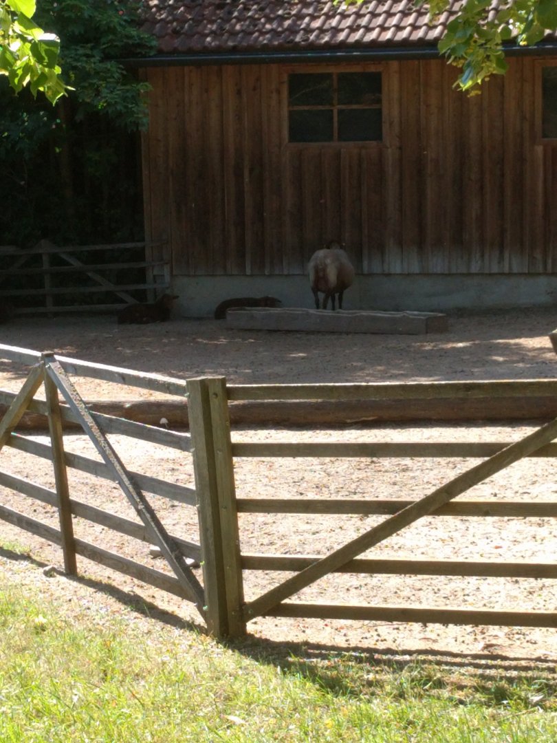 Domestic Sheep Enclosure