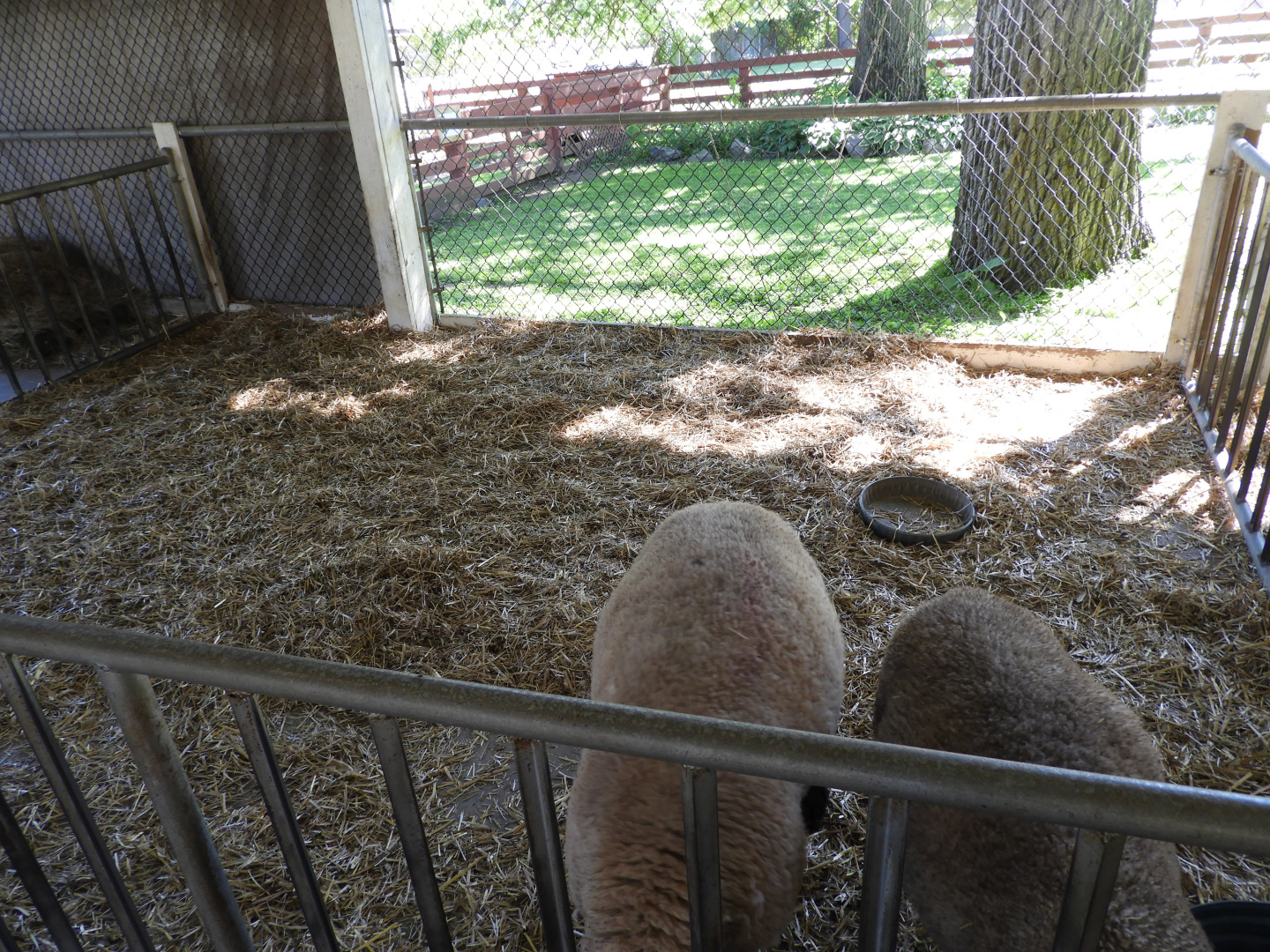 Domestic Sheep exhibit - Children's Petting Zoo - Wisconsin Rapids Municipal Zoo