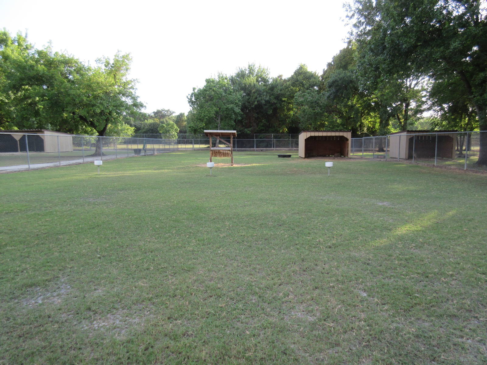 Domestic Sheep Exhibit