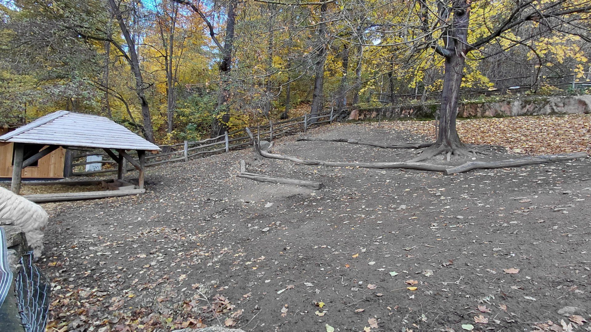 Domestic sheep exhibit