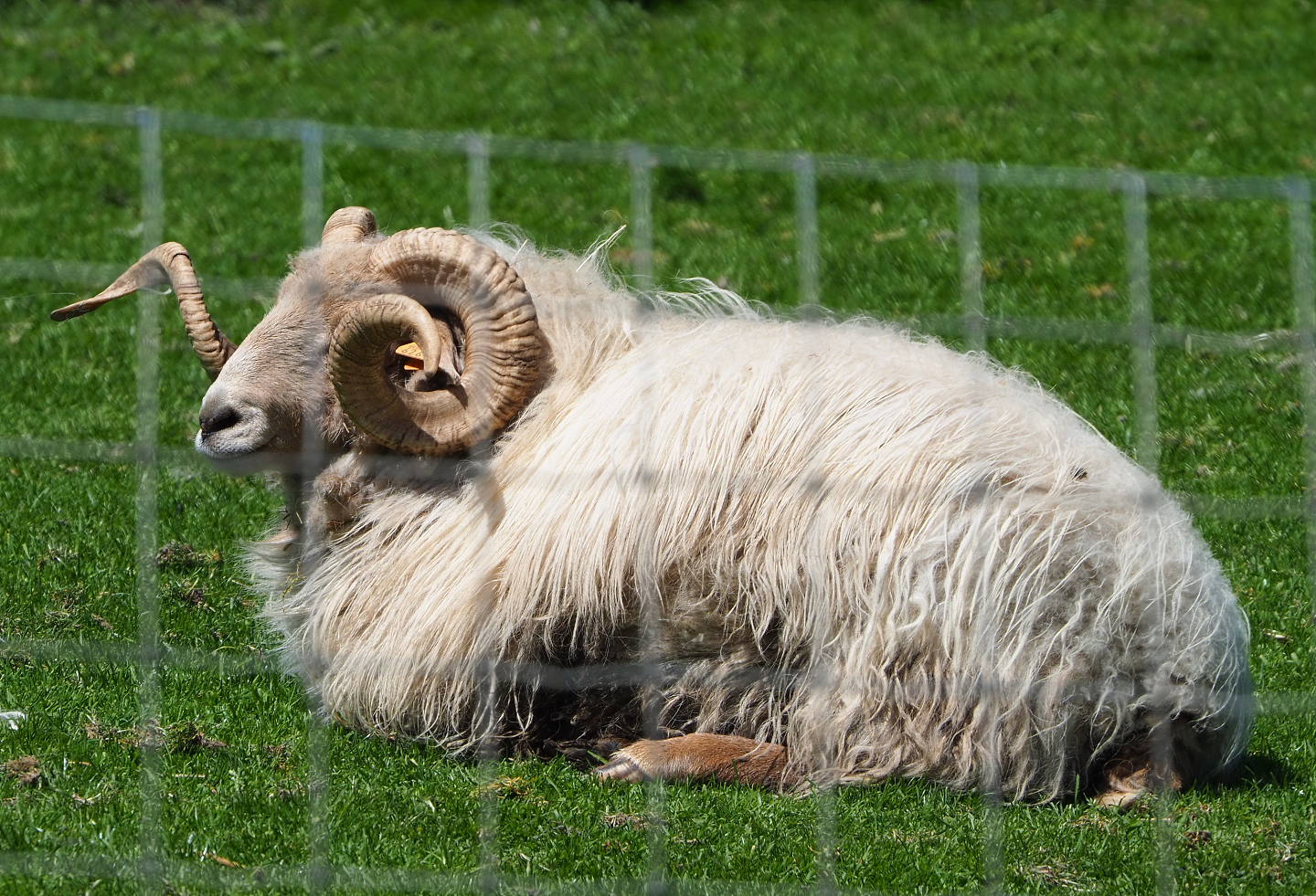 Domestic sheep (Ovis aries), 2021-05-29