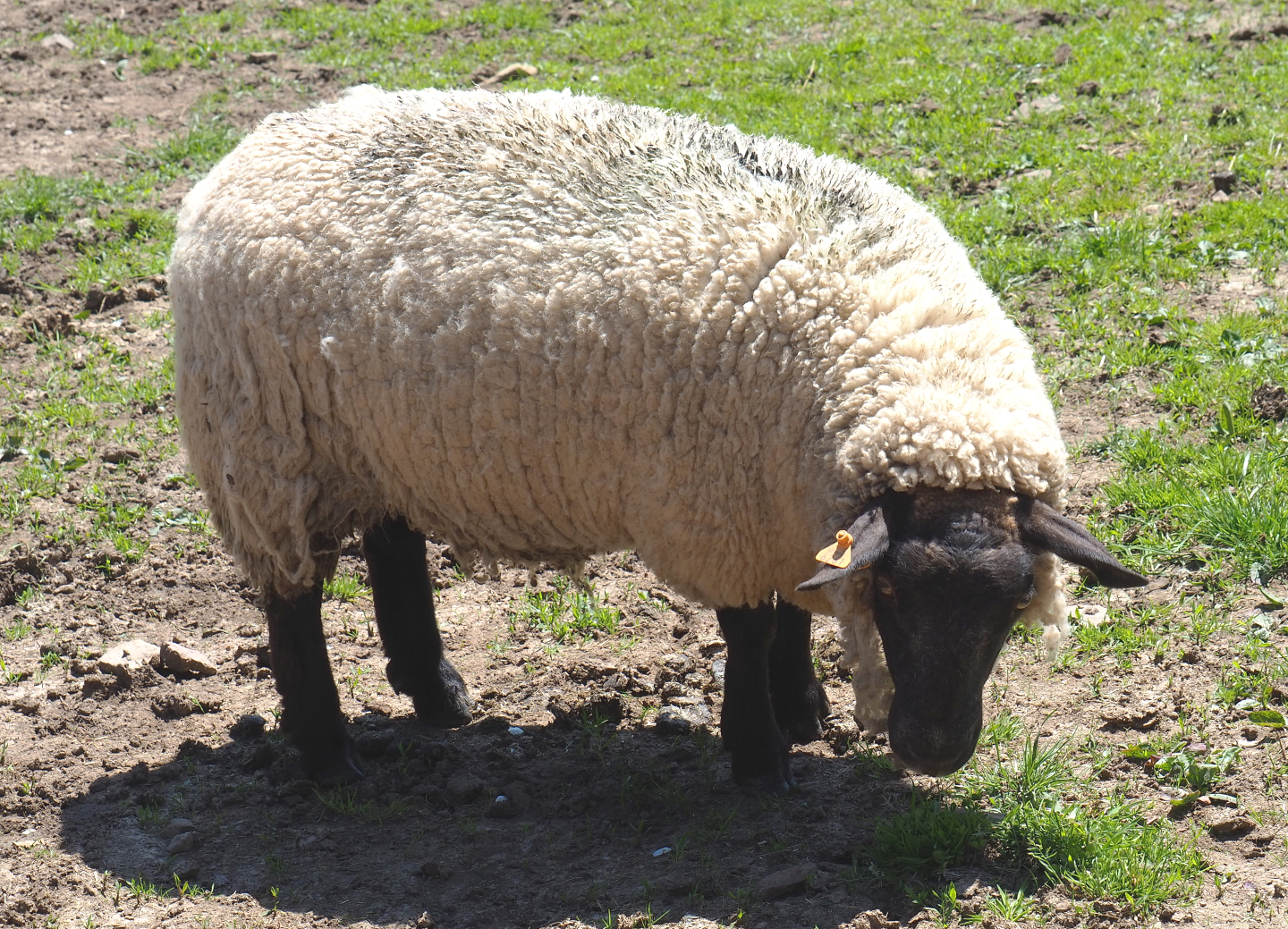 Domestic sheep (Ovis aries), 2021-05-29