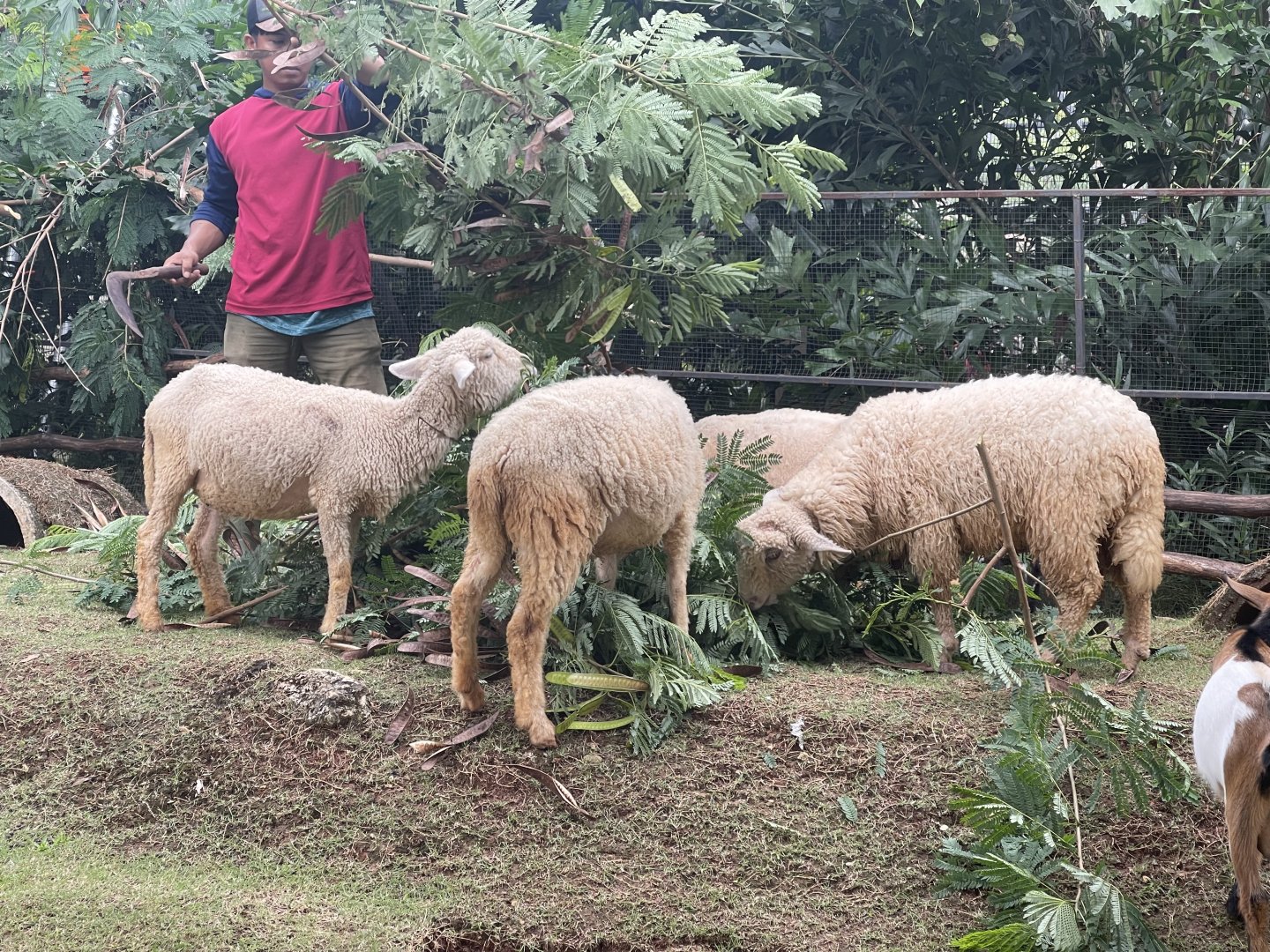 domestic sheep (ovis aries) - aviary park