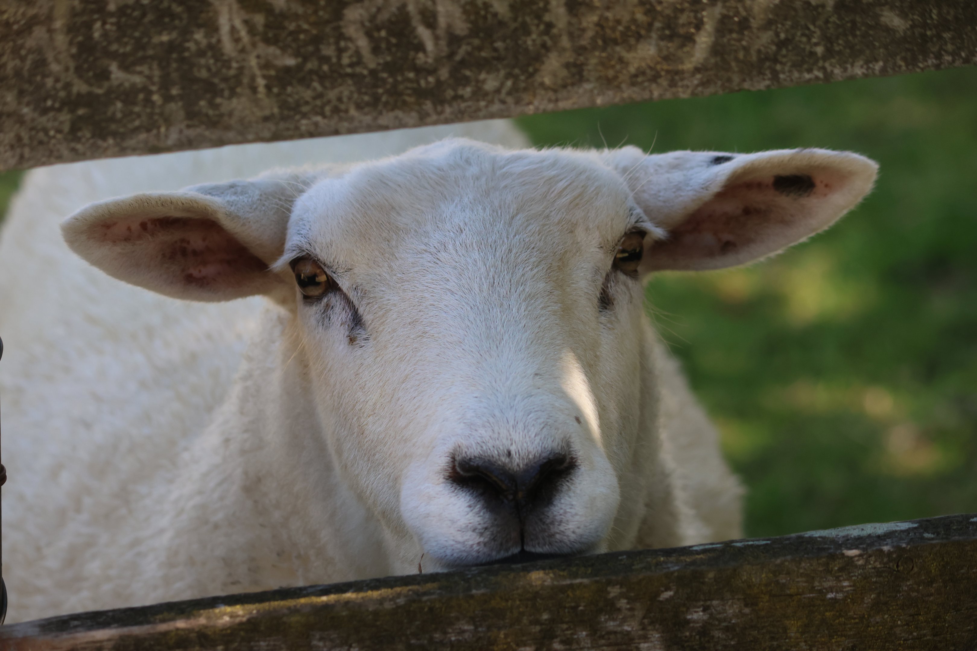 Domestic Sheep (Ovis aries), Bluebank Blueberry & Emu Farm
