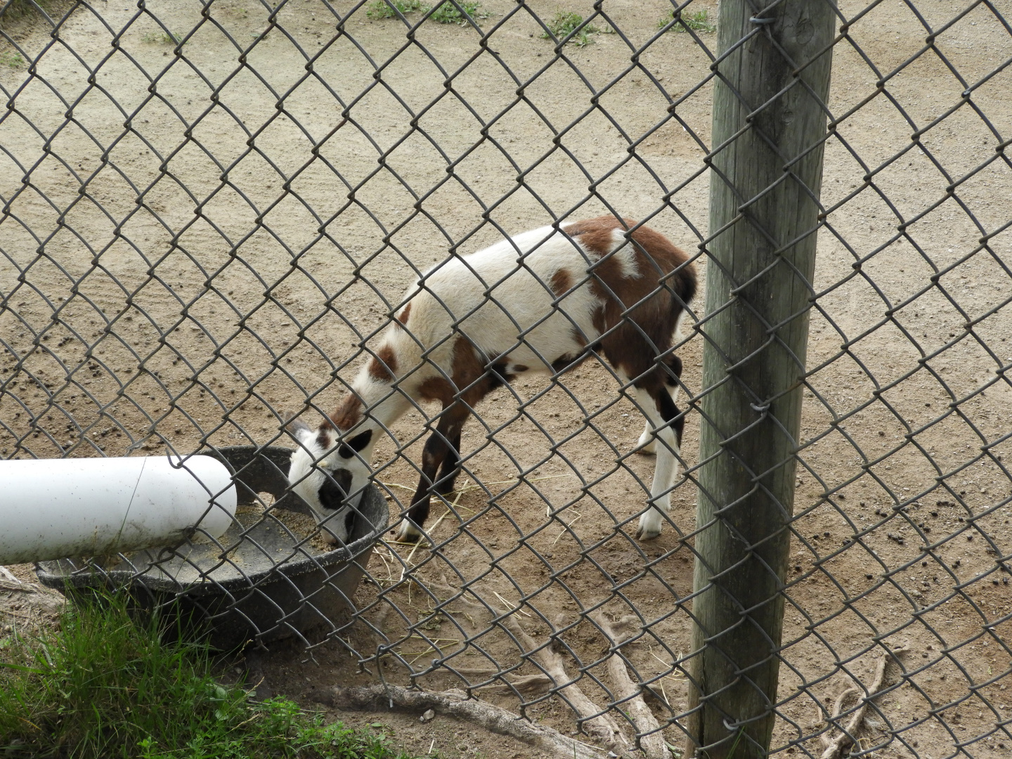 Domestic Sheep (Ovis aries) lamb