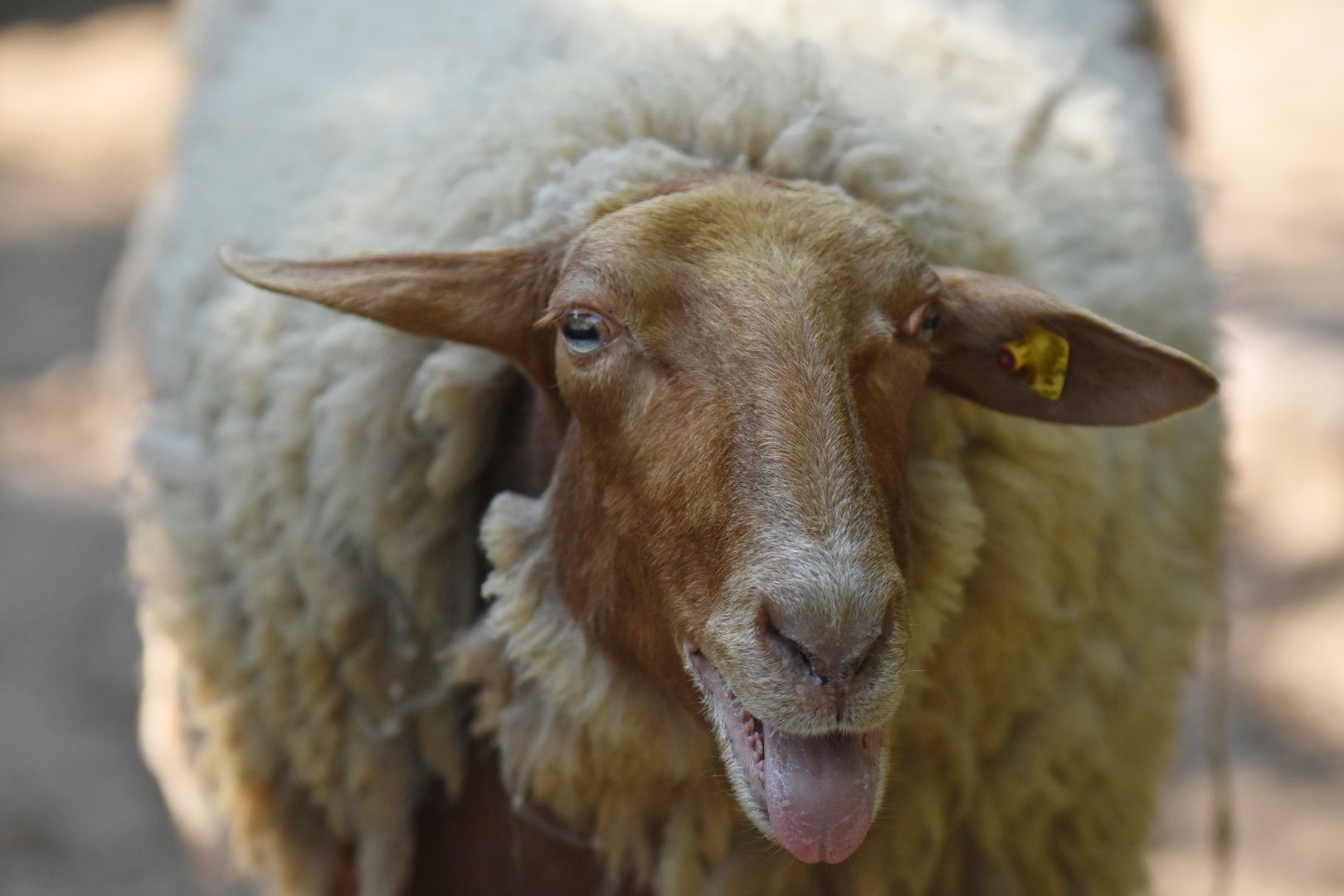 Domestic sheep (Ovis aries)
