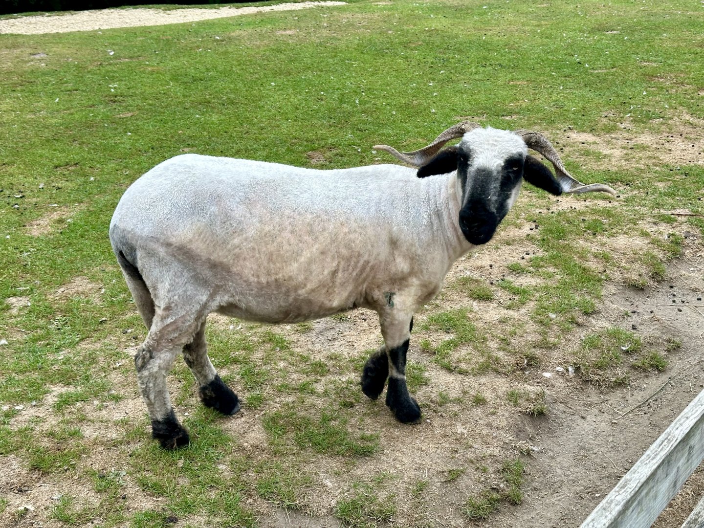 Domestic sheep (Ovis aries)