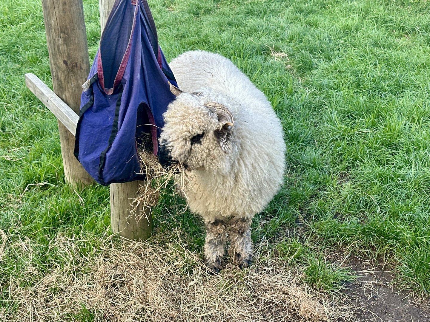 Domestic sheep (Ovis aries)