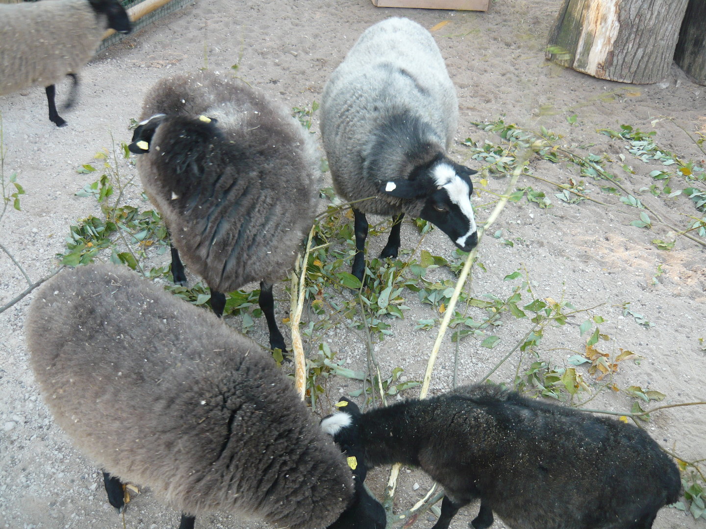 Domestic sheep