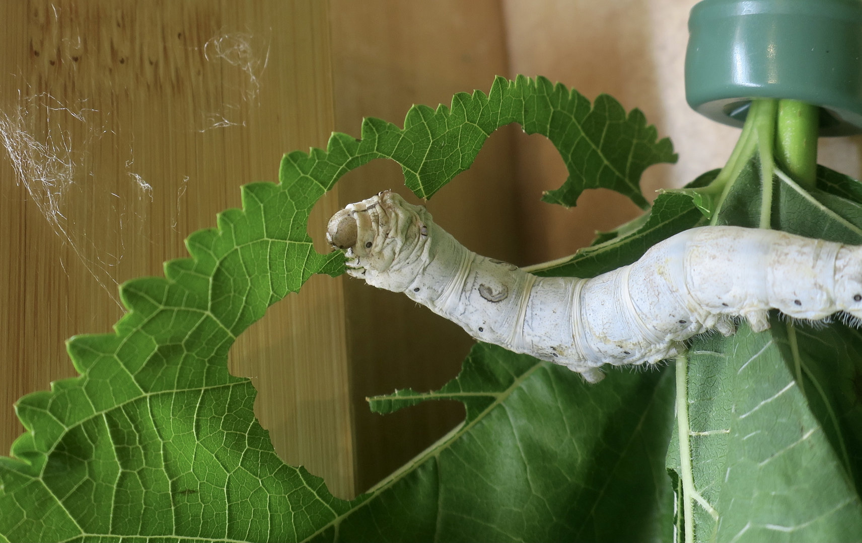 Domestic Silkworm (Bombyx mori)