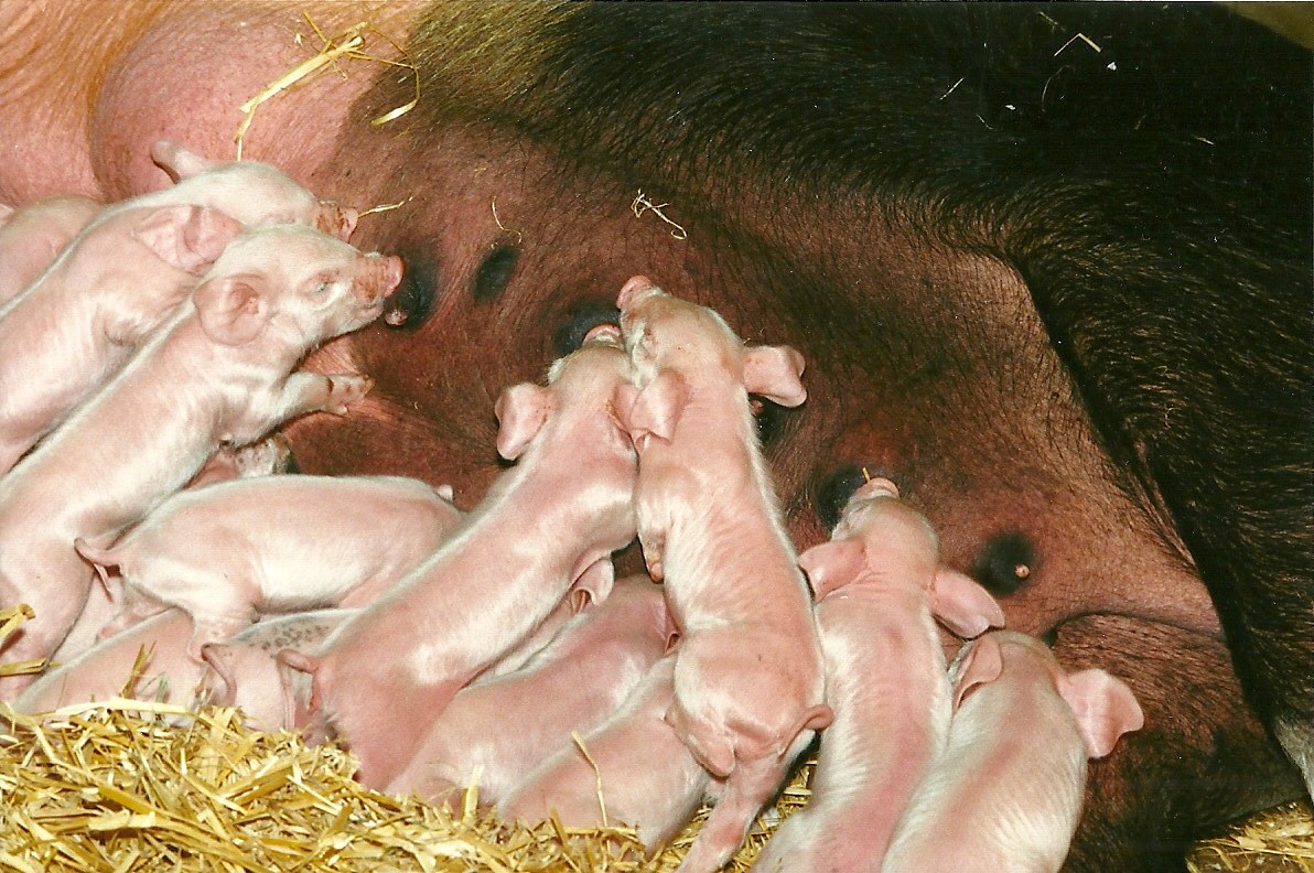 Domestic sow with piglets 1st April 2000