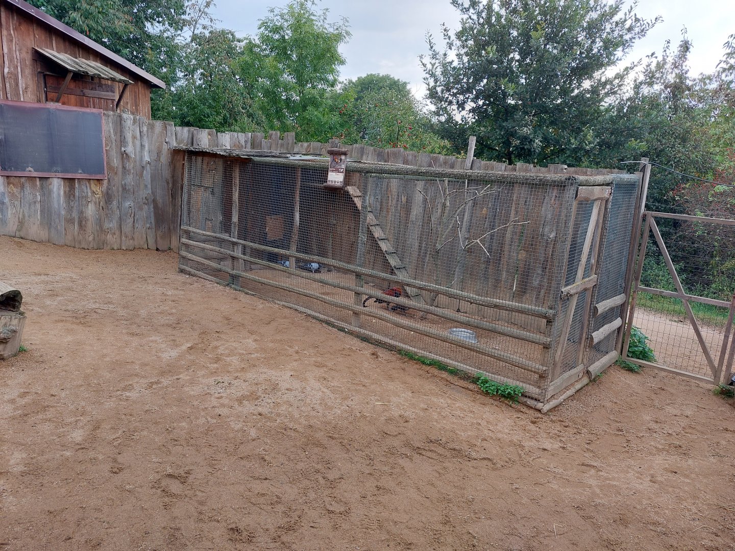 Domestic species area - Chicken aviary