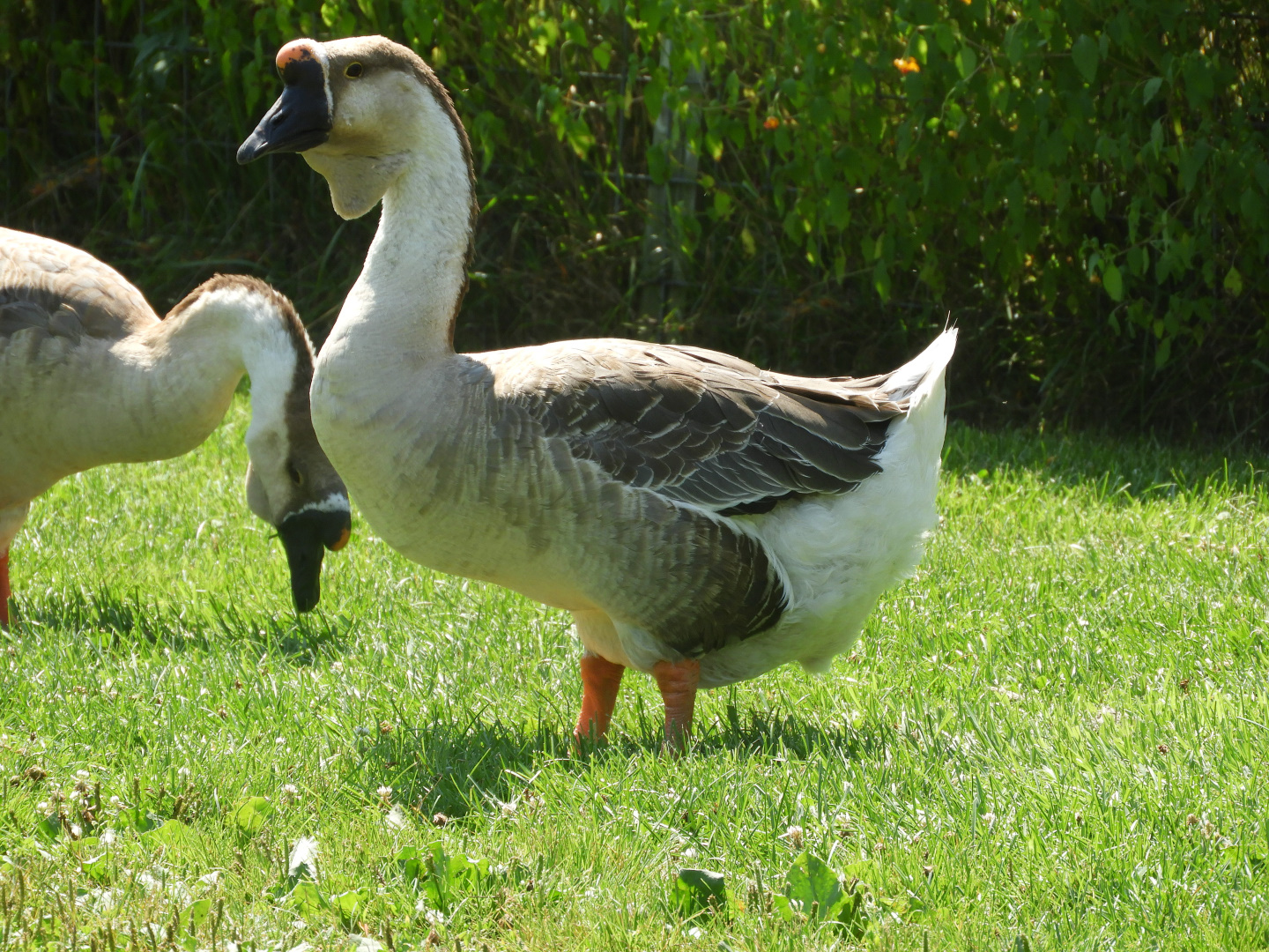 Domestic Swan Goose (Anser cygnoides domesticus)