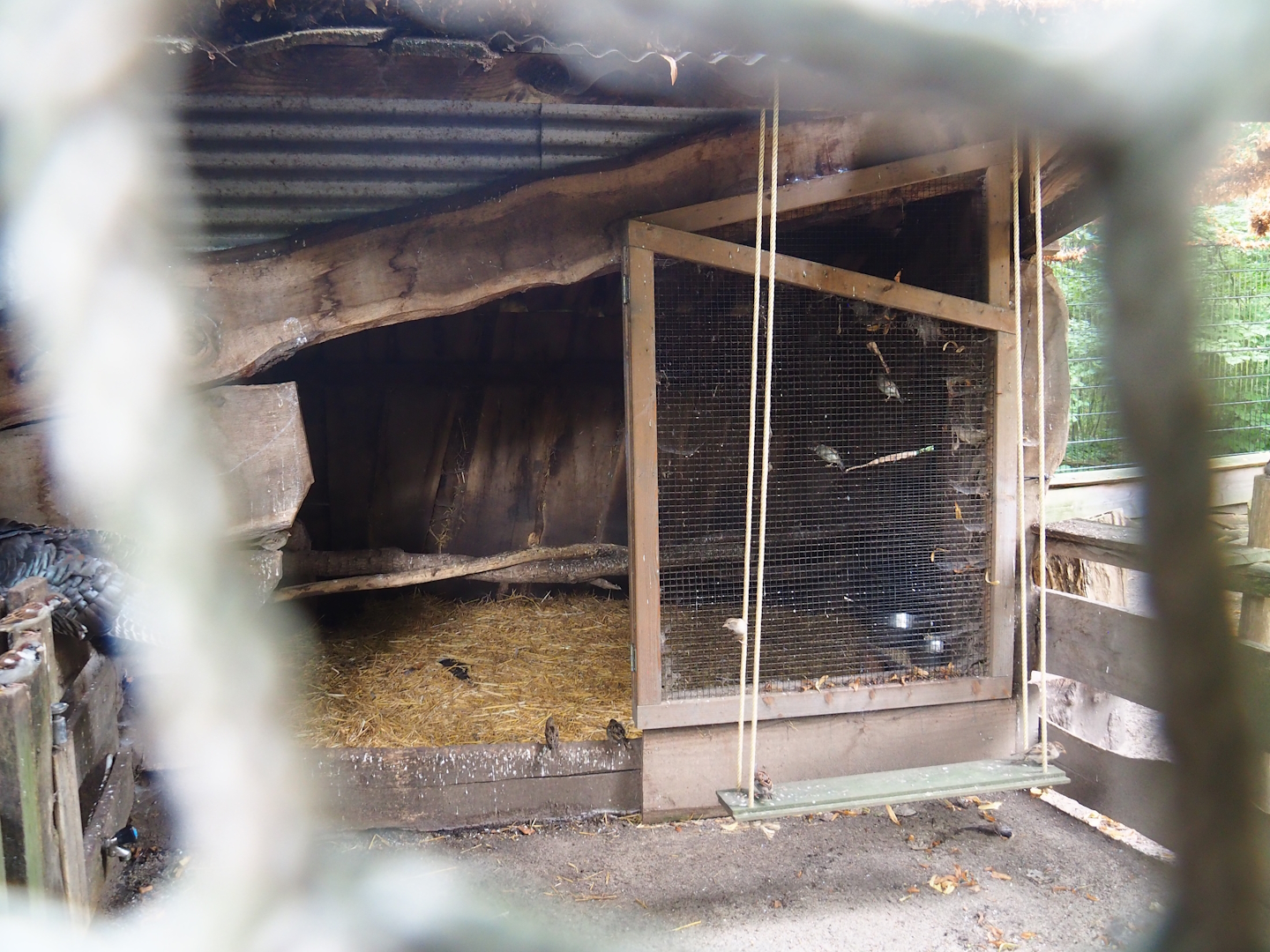 Domestic turkey coop, 2023-08-17