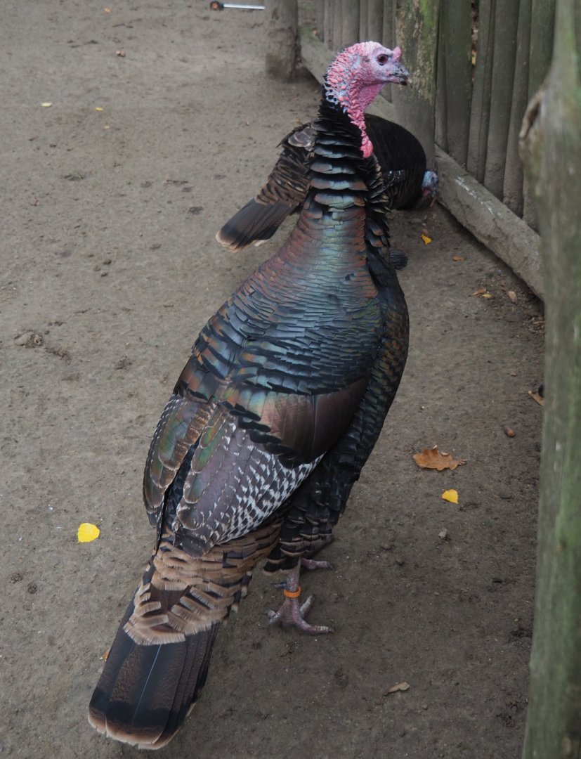 Domestic turkey (Meleagris gallopavo), 2020-10-19