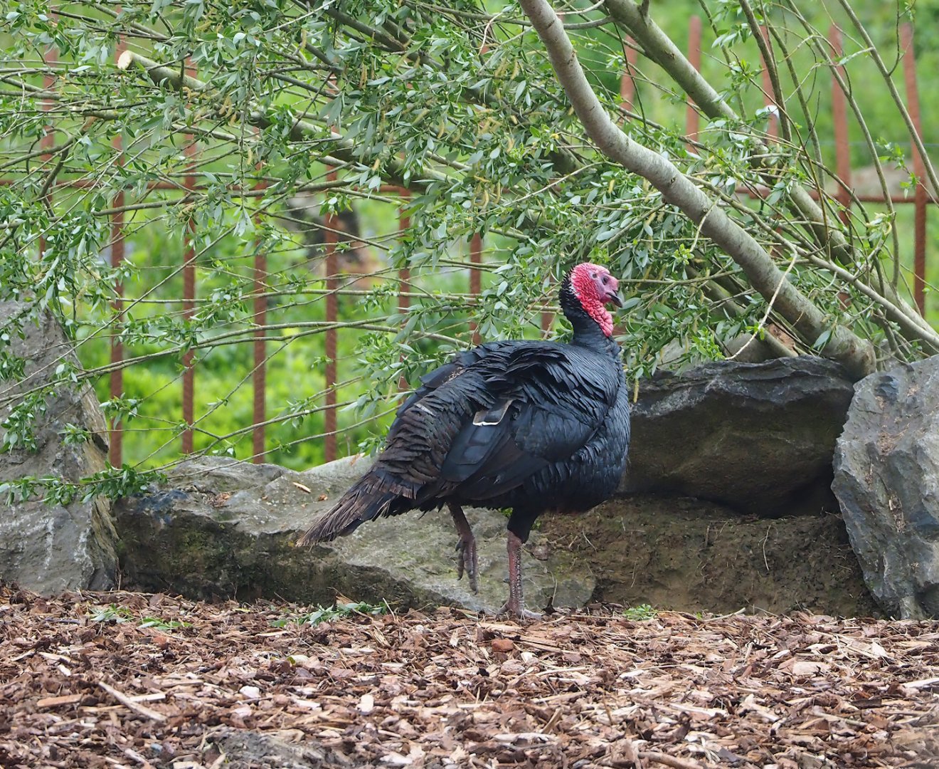 Domestic turkey (Meleagris gallopavo), 2023-05-15
