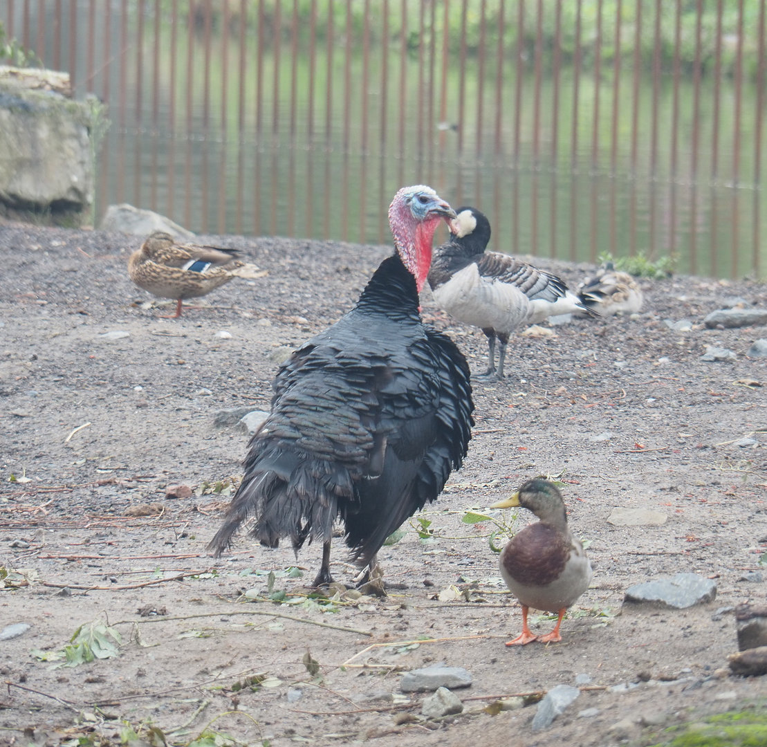 Domestic turkey (Meleagris gallopavo) and wild birds in the Eurasian moose exhibit, 2022-09-14