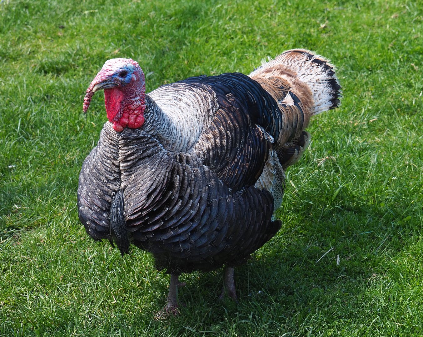Domestic turkey (Meleagris gallopavo domesticus), 2021-05-29