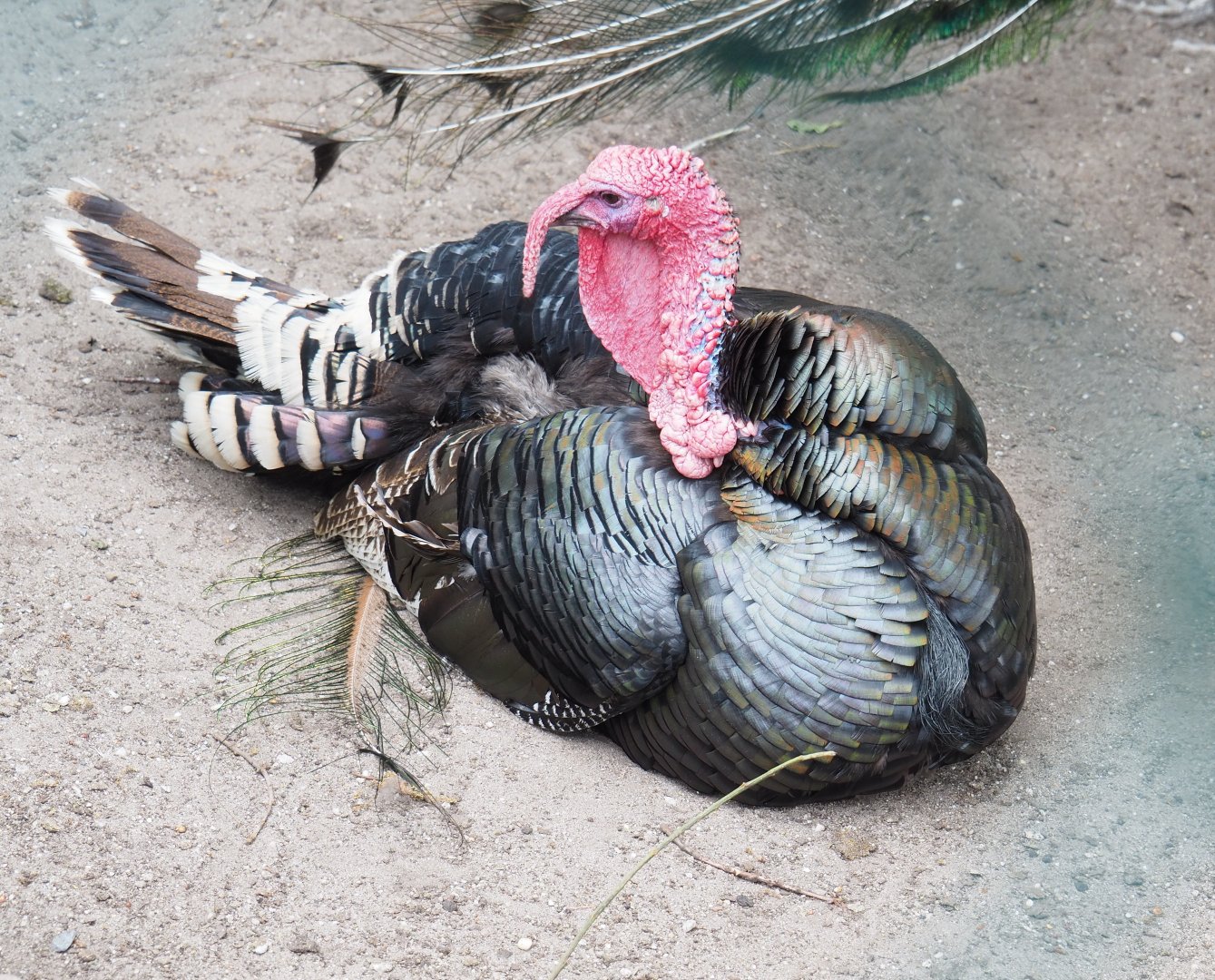 Domestic turkey (Meleagris gallopavo domesticus), 2022-05-17