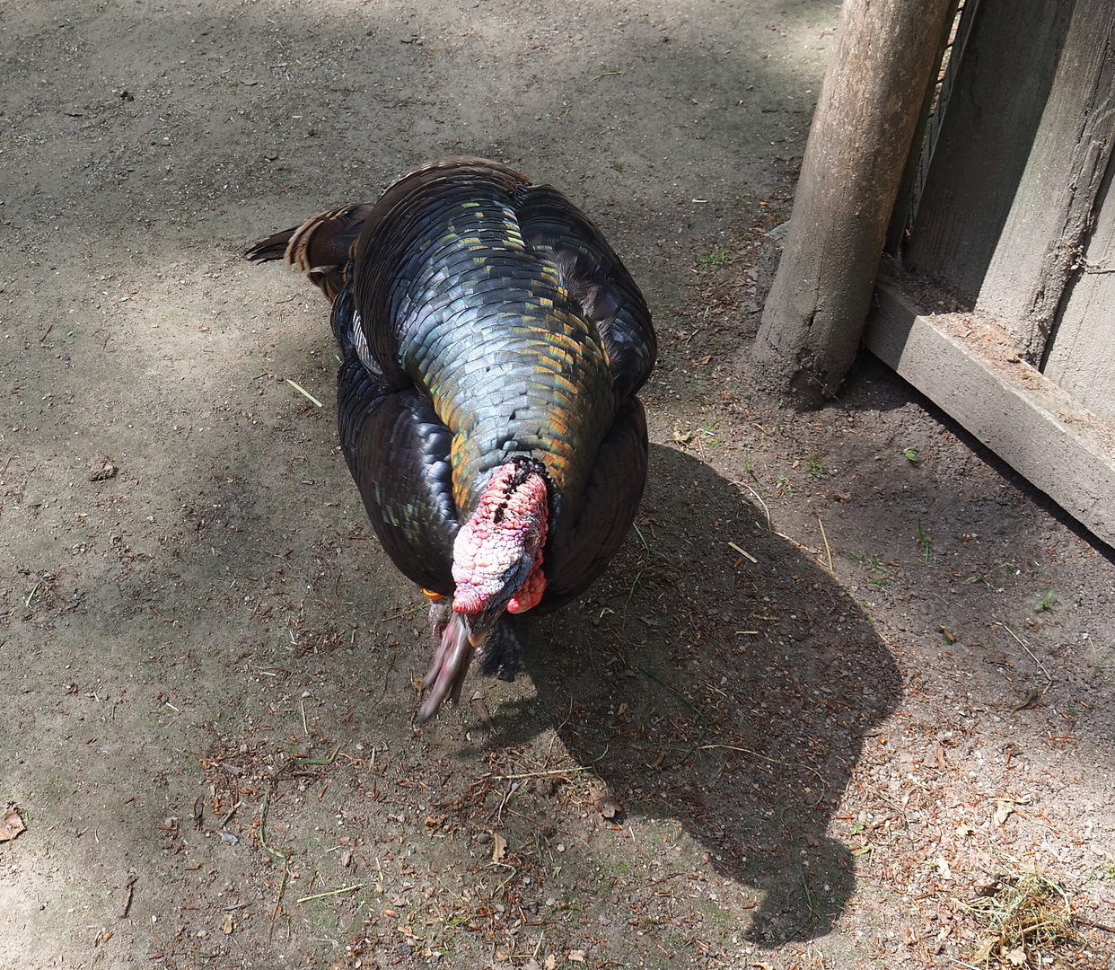 Domestic turkey (Meleagris gallopavo domesticus), 2022-05-28