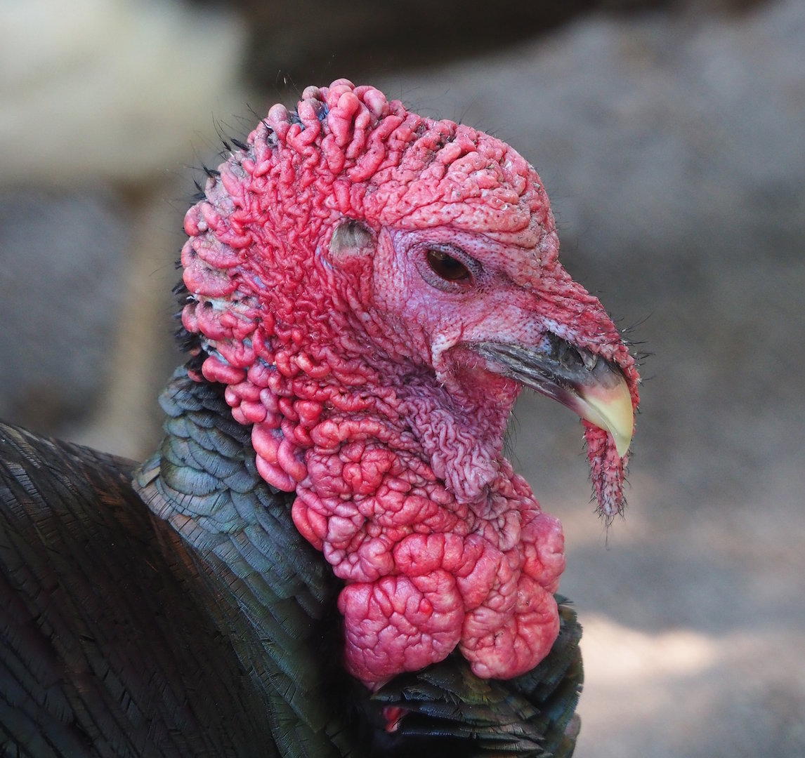 Domestic turkey (Meleagris gallopavo domesticus), 2023-05-31