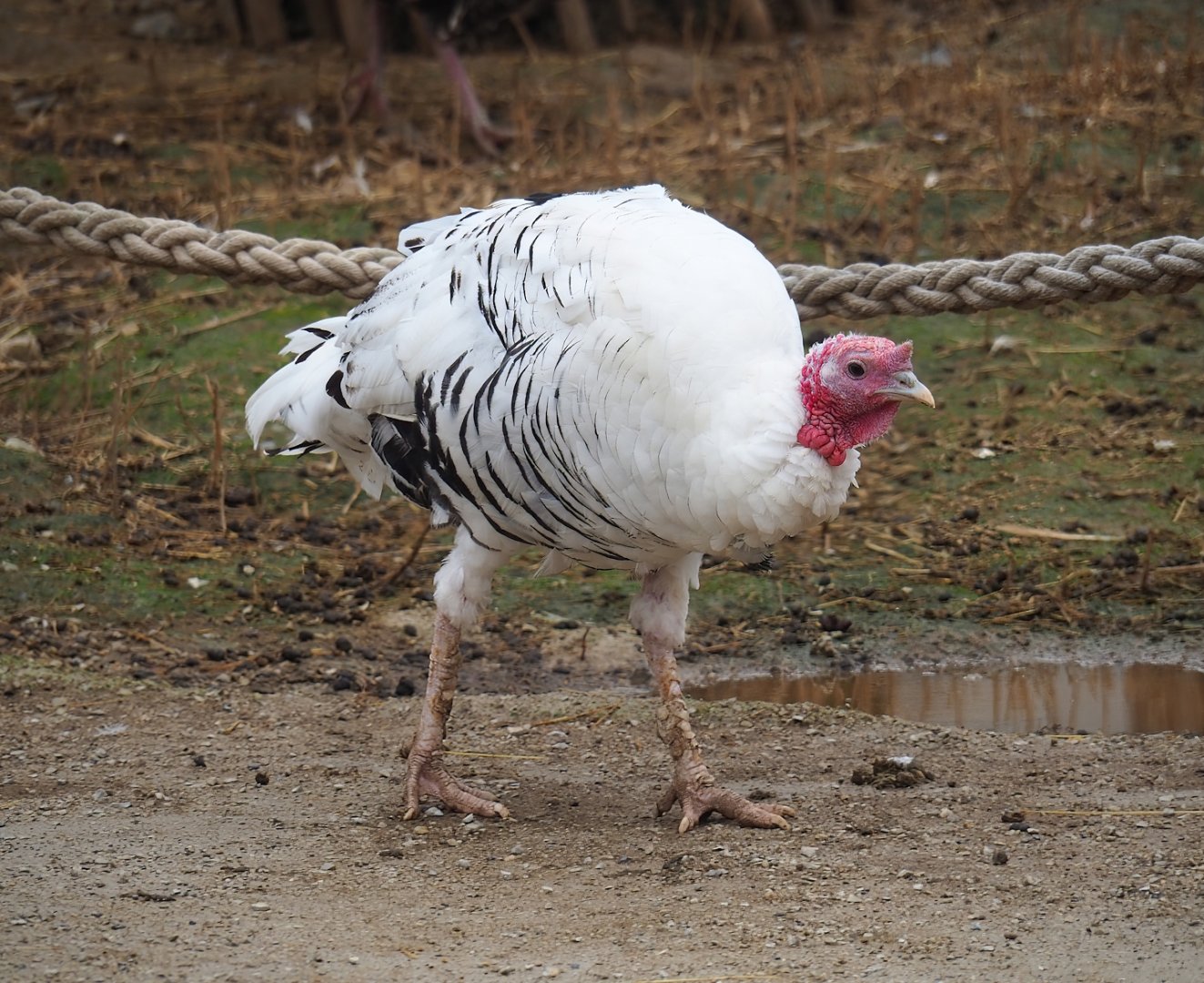 Domestic turkey (Meleagris gallopavo domesticus), 2023-10-13